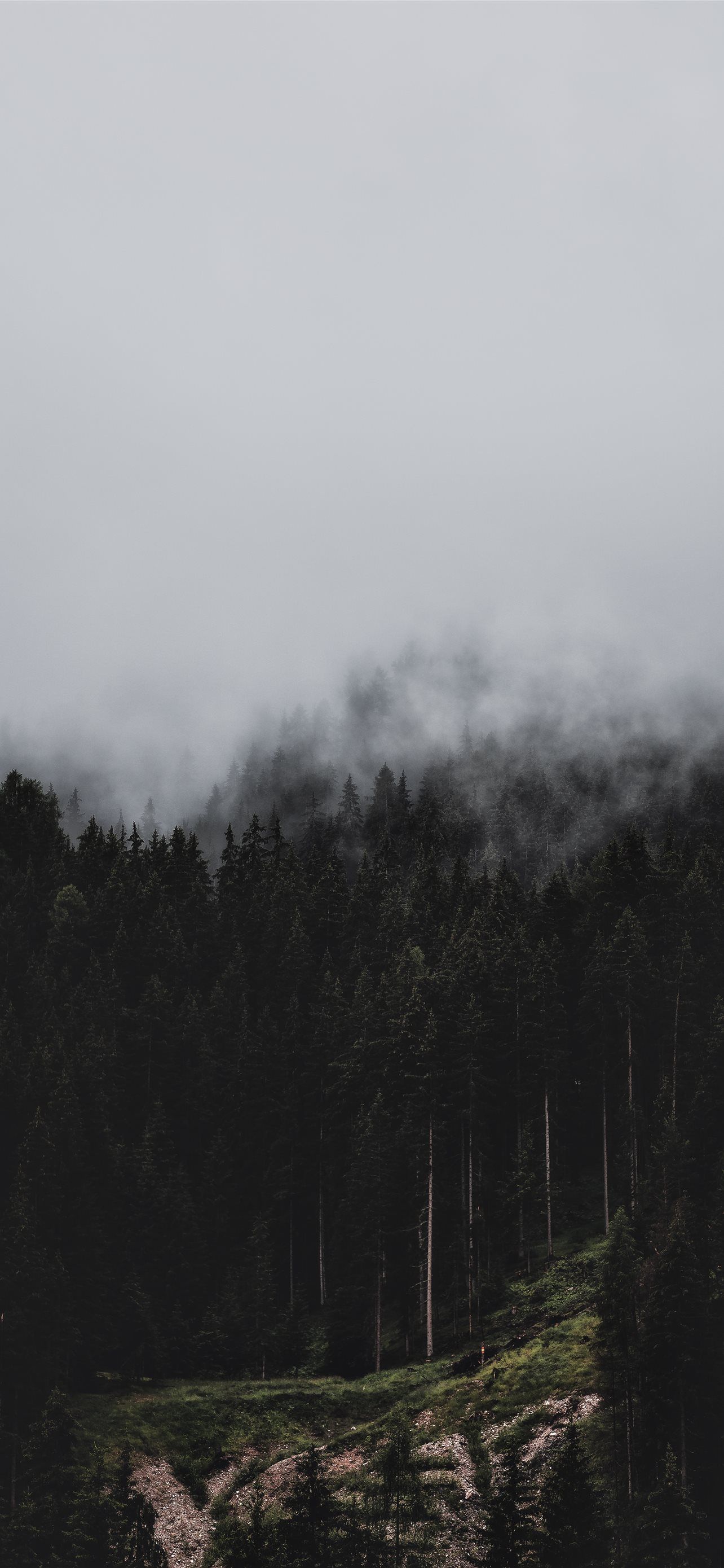 1284x2778 forest fog nature trees pines HD background iPhone Wallpaper Free Download