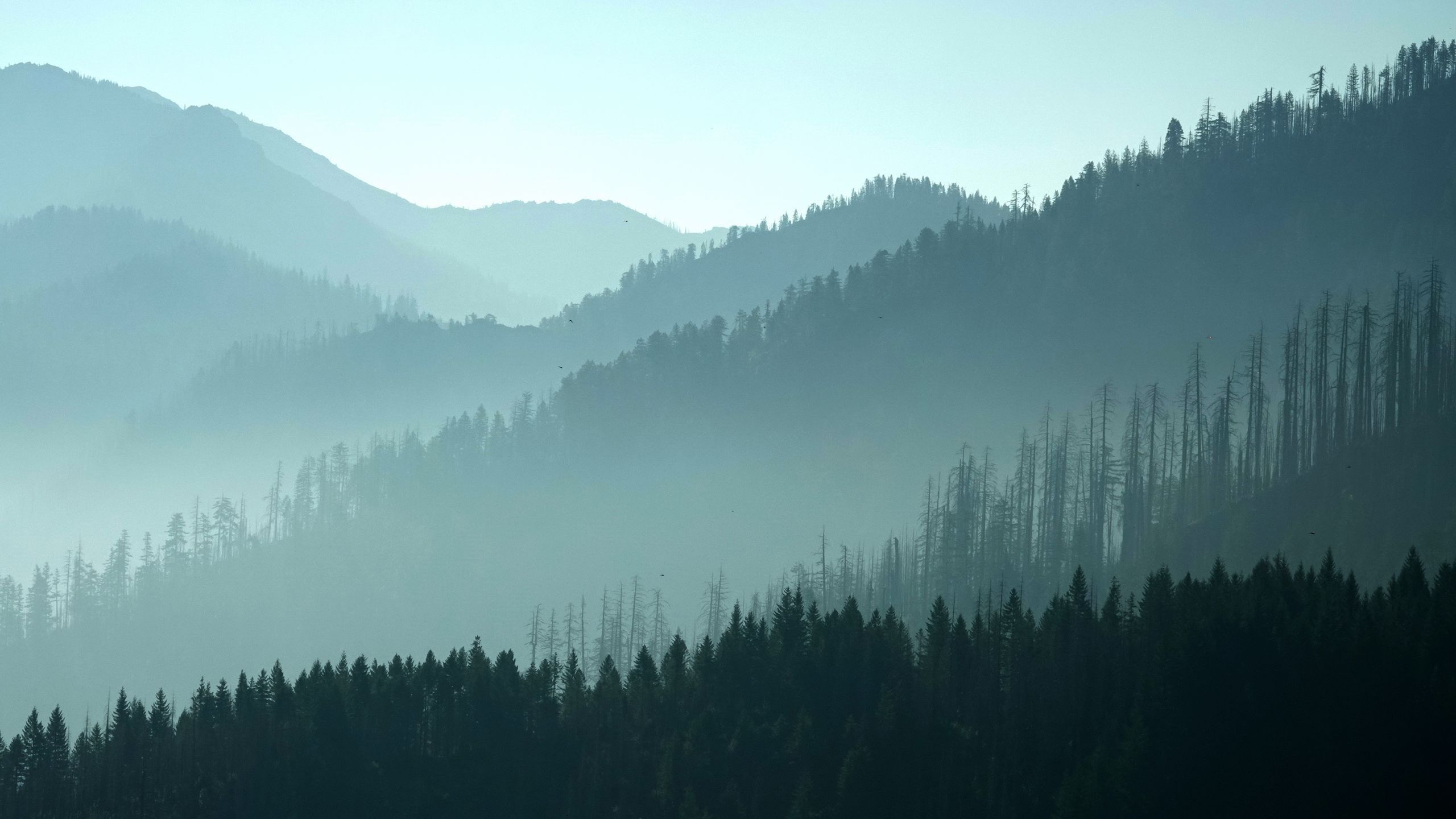 2560x1440 Blue Sky Mountains Hills Trees Forest Fog Dark HD Nature Wallpaper
