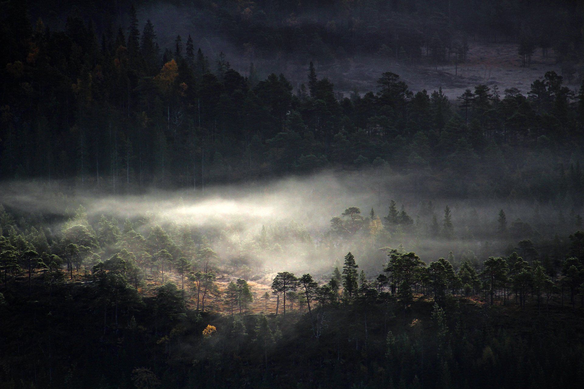 1920x1280 Misty Forest Veil: Dark Nature Landscape HD Wallpaperx2304