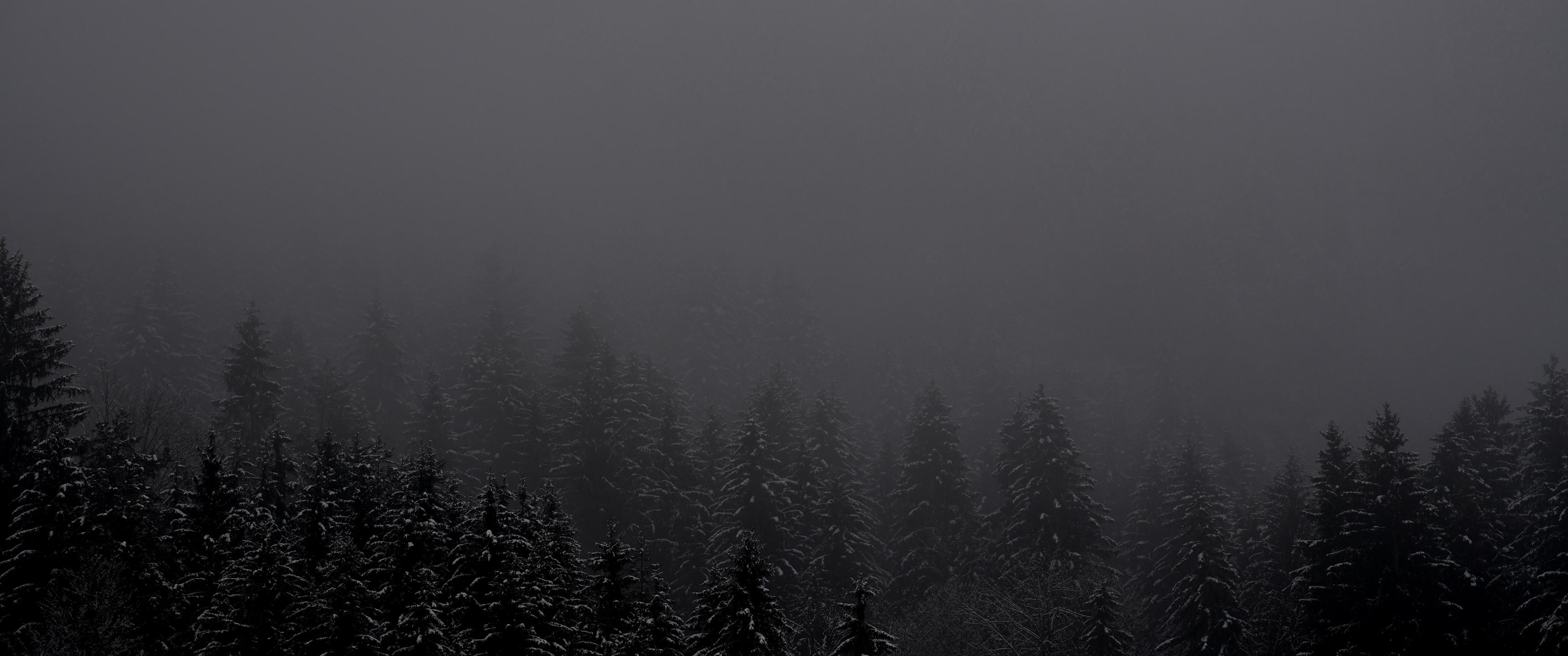3440x1440 Foggy Forest [3440x1440]