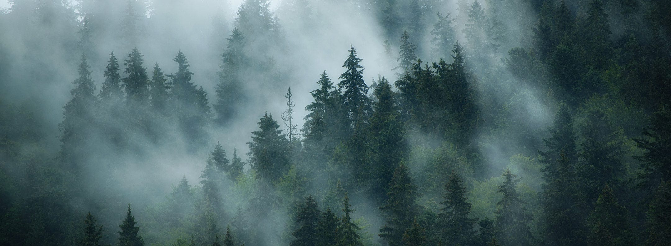 2160x795 Enchanted Misty Forest Mural Wallpaper Green Woodland Escape