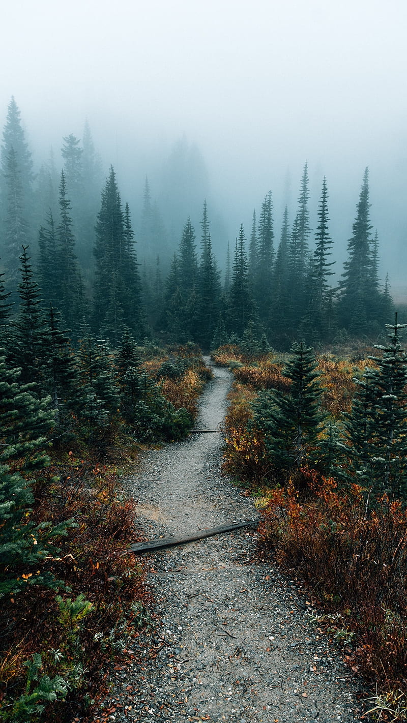 800x1422 Nature, flowers, fog, foggy, forest, road, trees, HD phone wallpaper