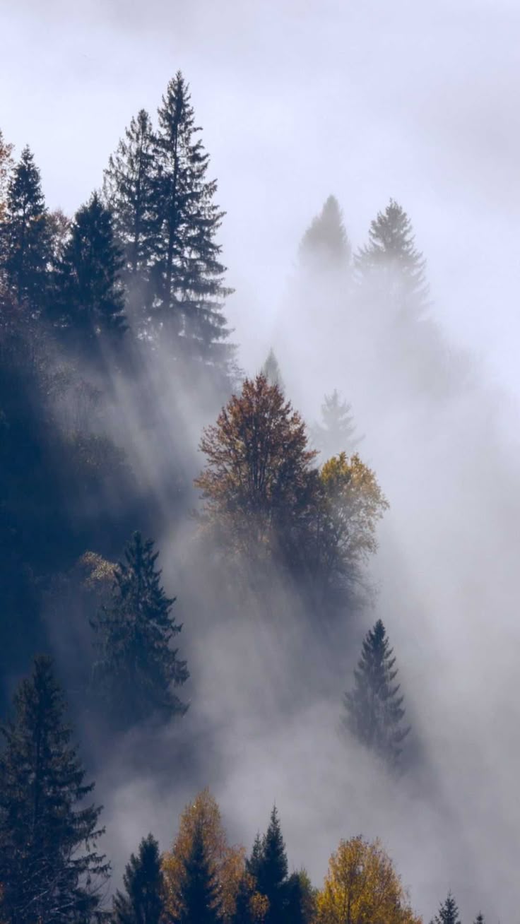 736x1308 Foggy Forest Wallpaper