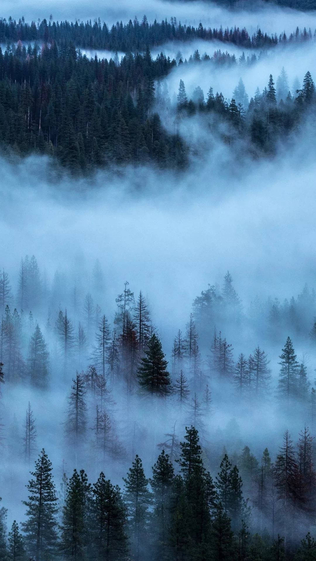 1080x1920 Download Thick Fog Covering Pine Forest iPhone Wallpaper