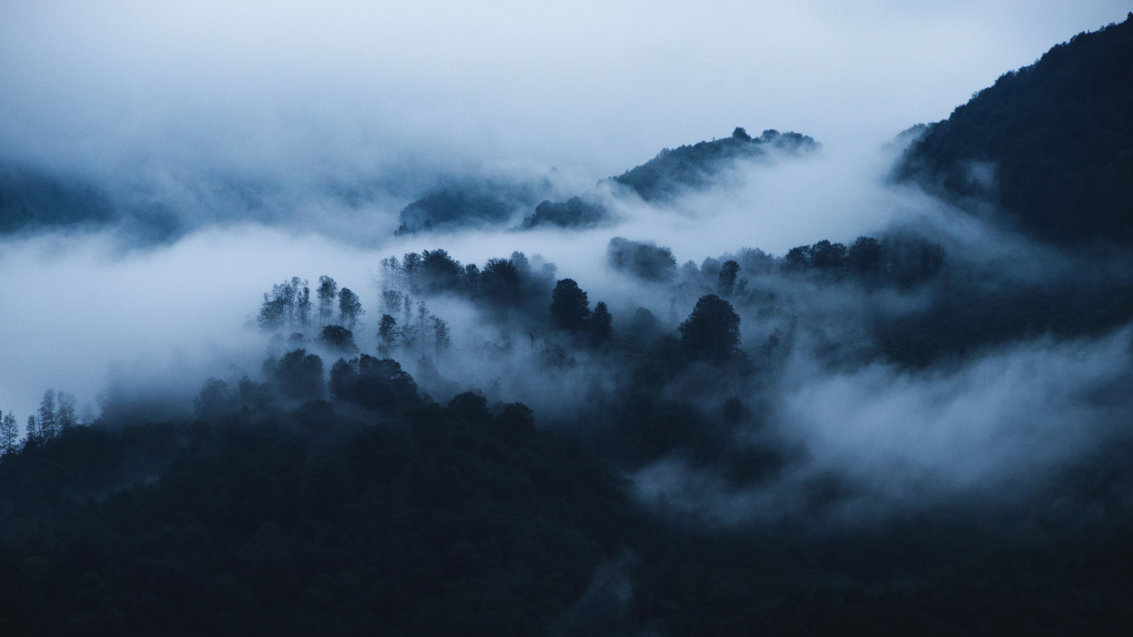 3840x2160 Fog Covered Forest During Morning Time 4K HD Nature Wallpaper