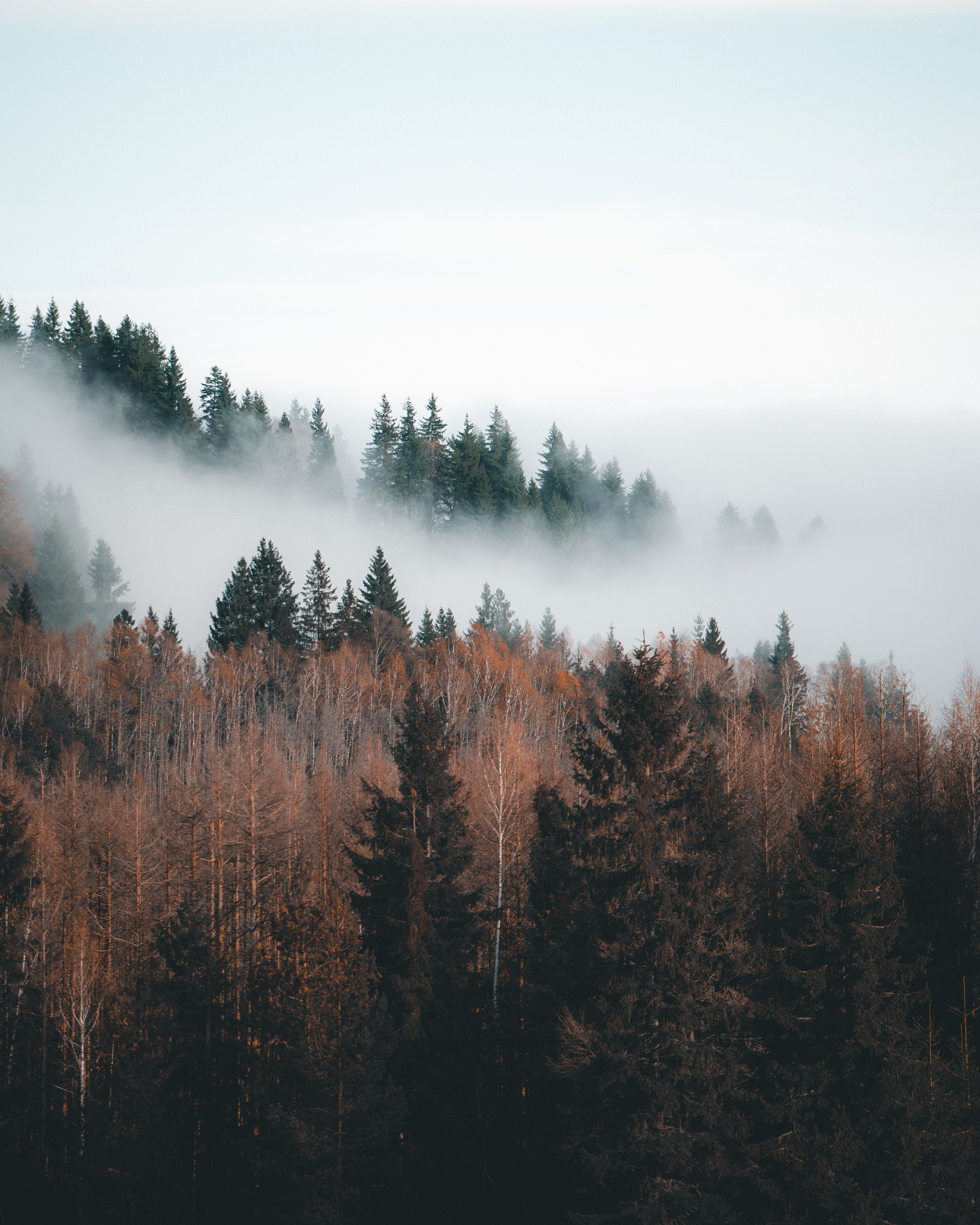 4024x5030 Wallpaper Sky, Forest, Fog, Nature, Natural Landscape, Background Free Image