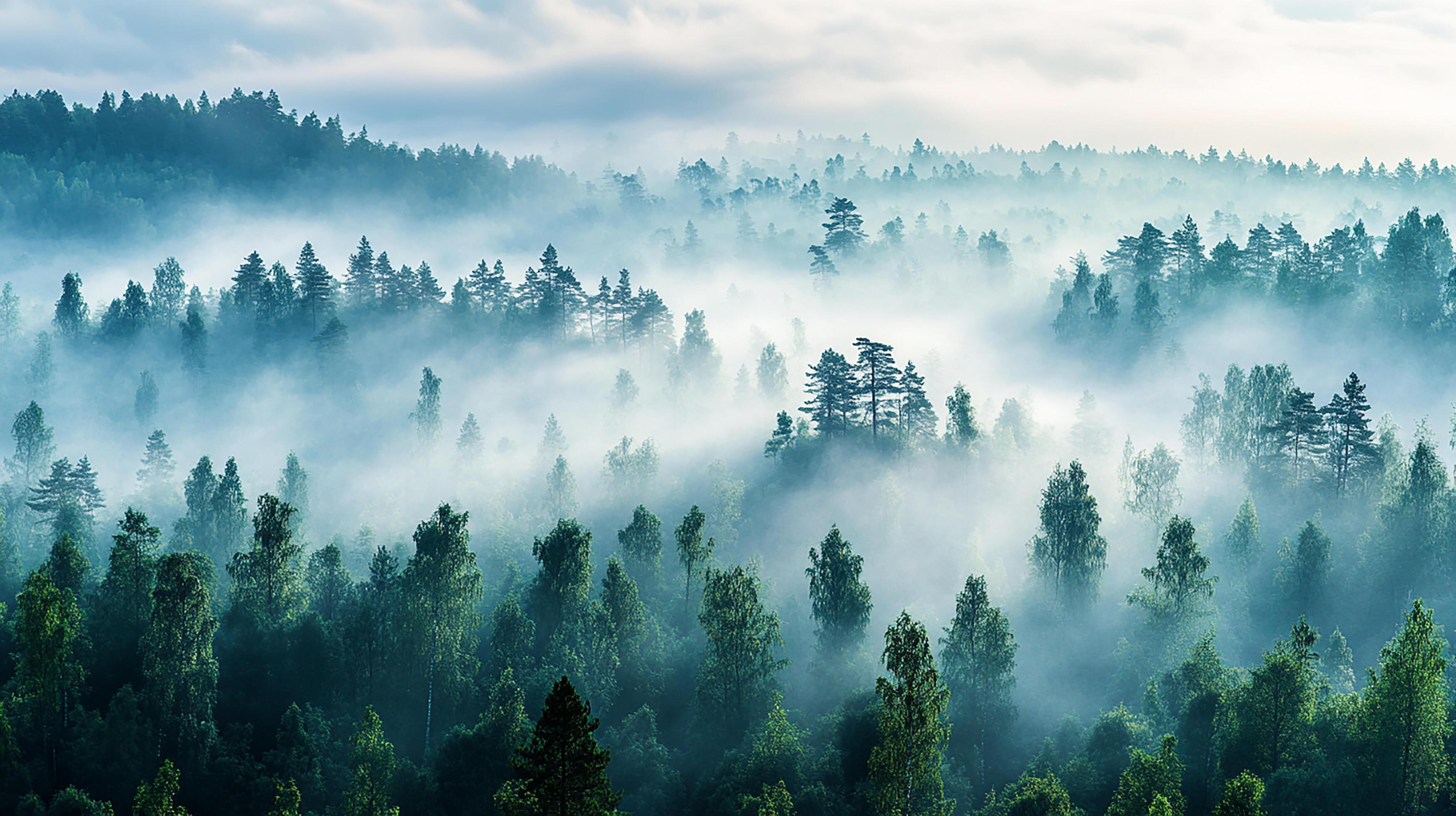 3497x1960 A forest with trees and fog in the air