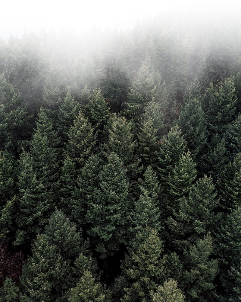 800x1000 Foggy forest, aerial view, pine trees, Nature, HD phone wallpaper
