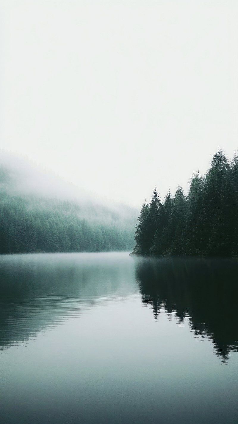 800x1427 Foggy Forest Lockscreen Image Wallpaper