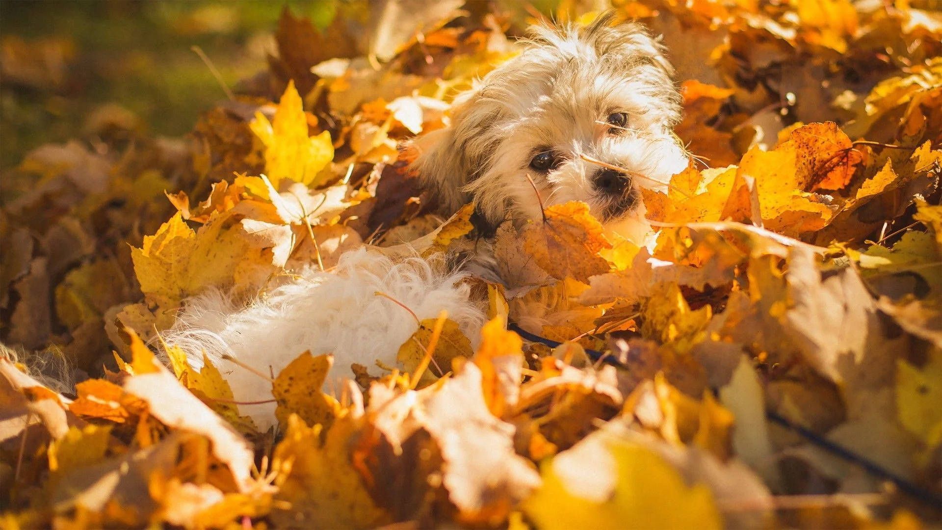 1920x1080 Download Morkie Dog On Fall Season Leaves Wallpaper
