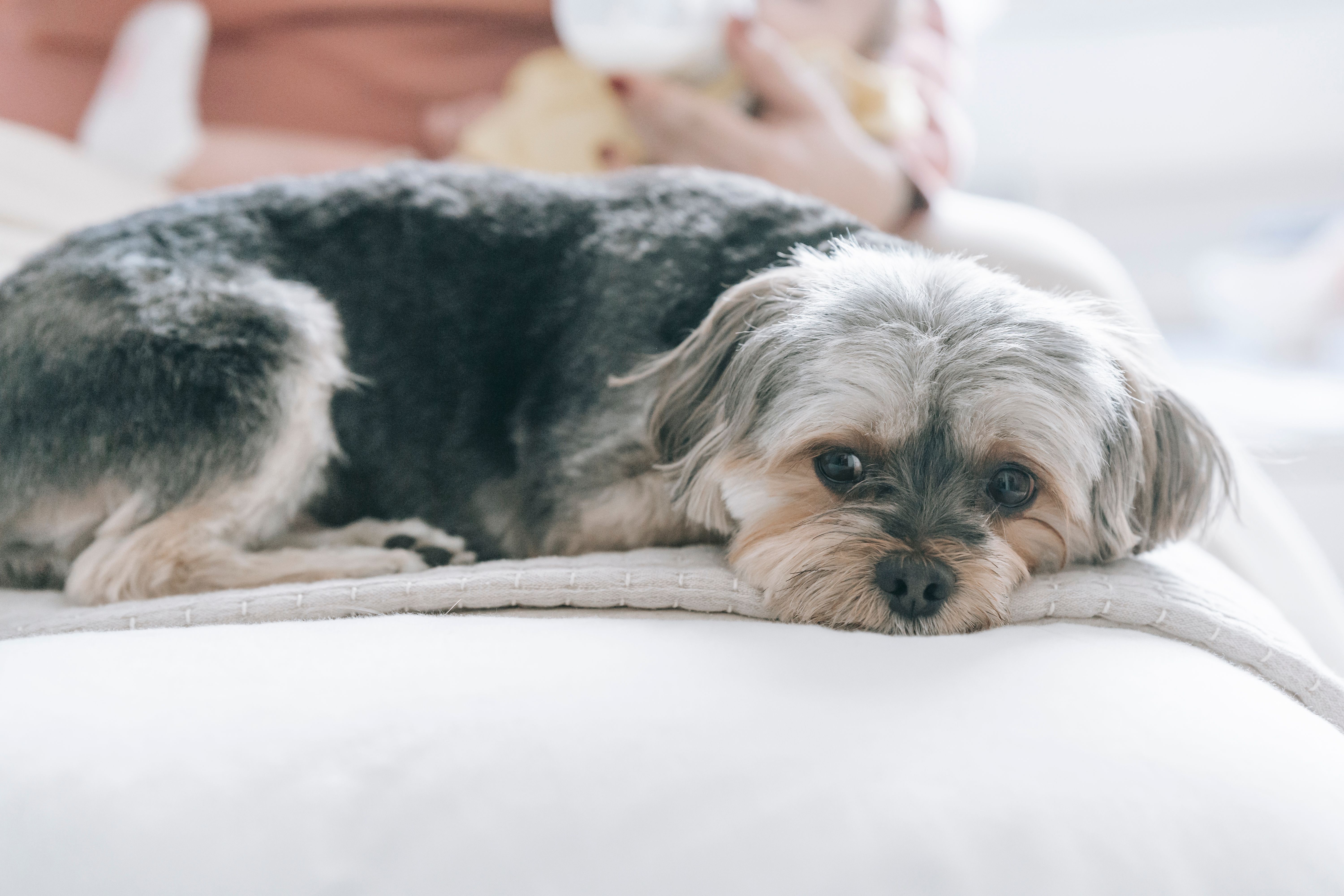 6000x4000 Morkie dog lying on bed · Free