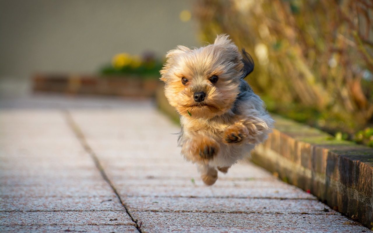 1280x800 Morkie Wallpaper