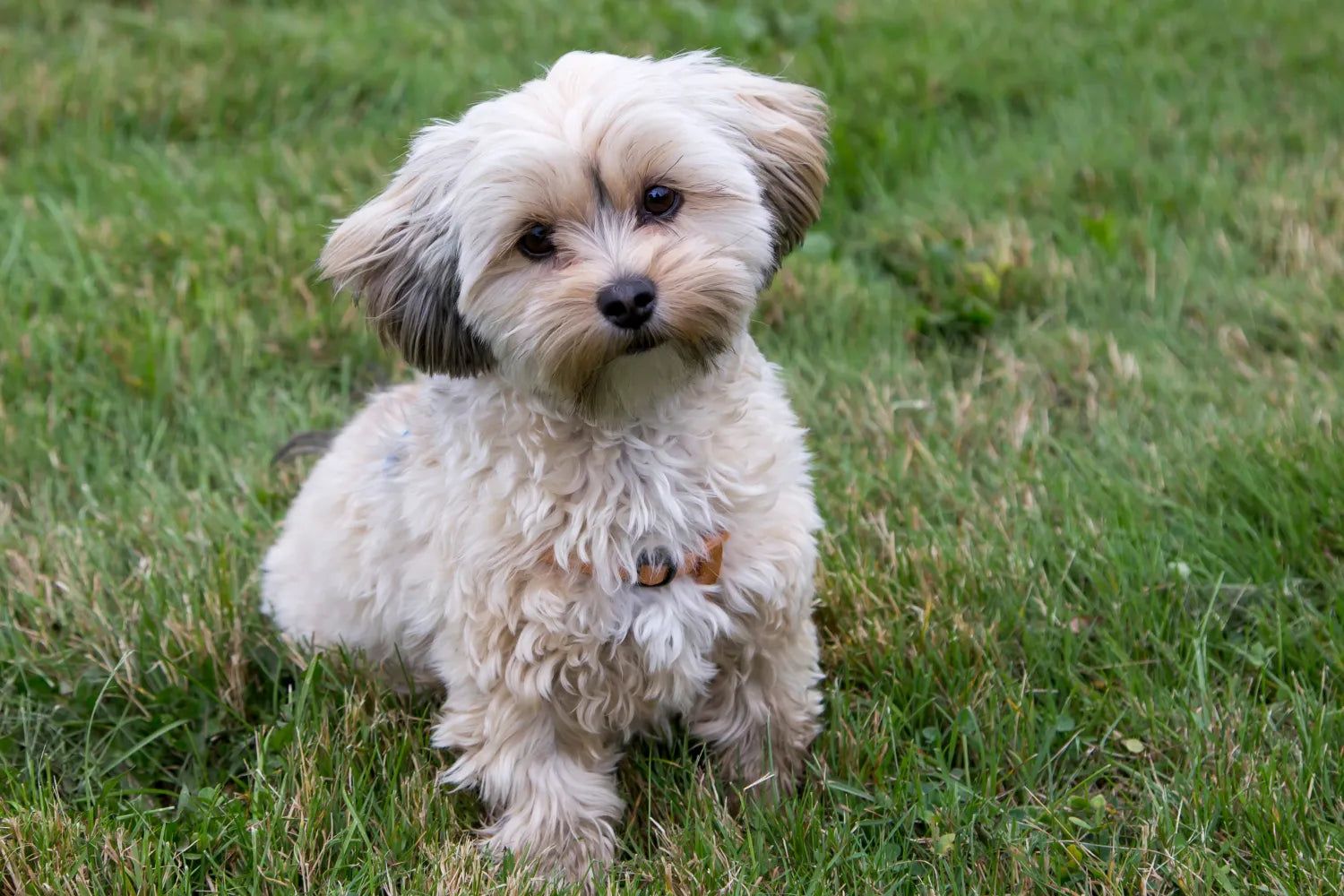 1500x1000 Everything You Need To Know About Morkies