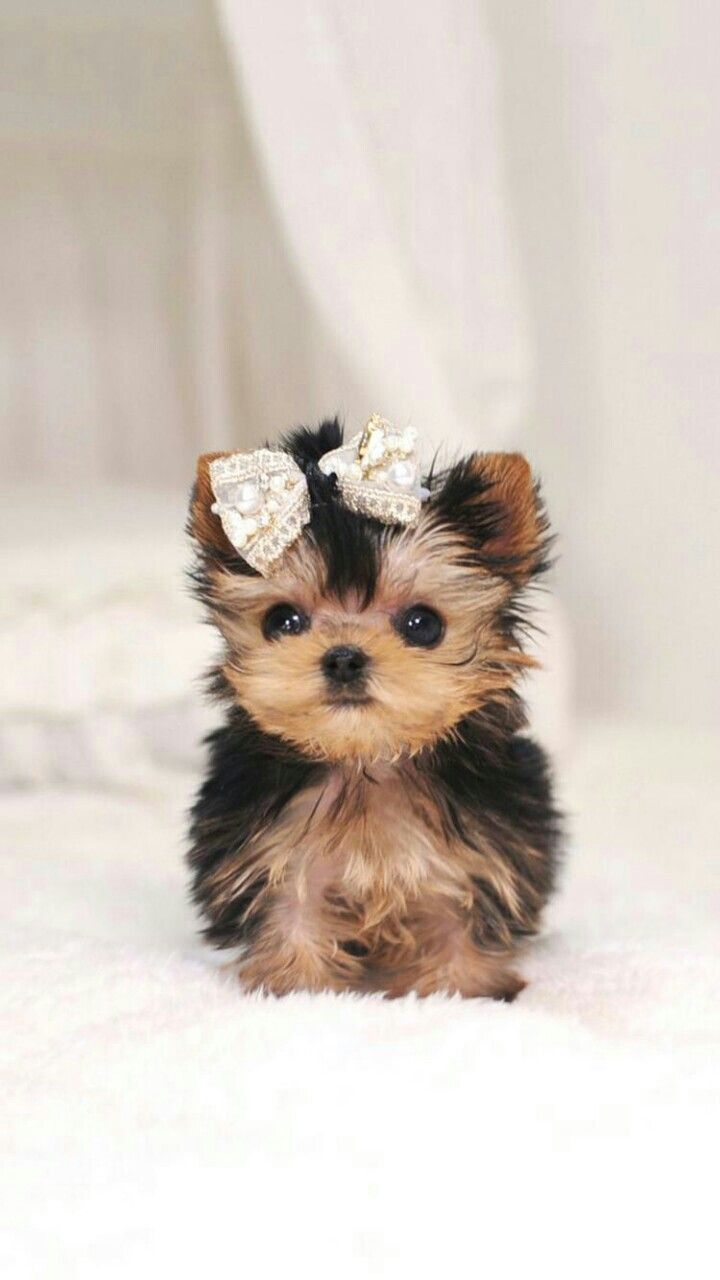 720x1280 Adorable Puppy Sitting on a Bed. Cute doggies wallpaper, Teacup yorkie wallpaper, Cute baby animals