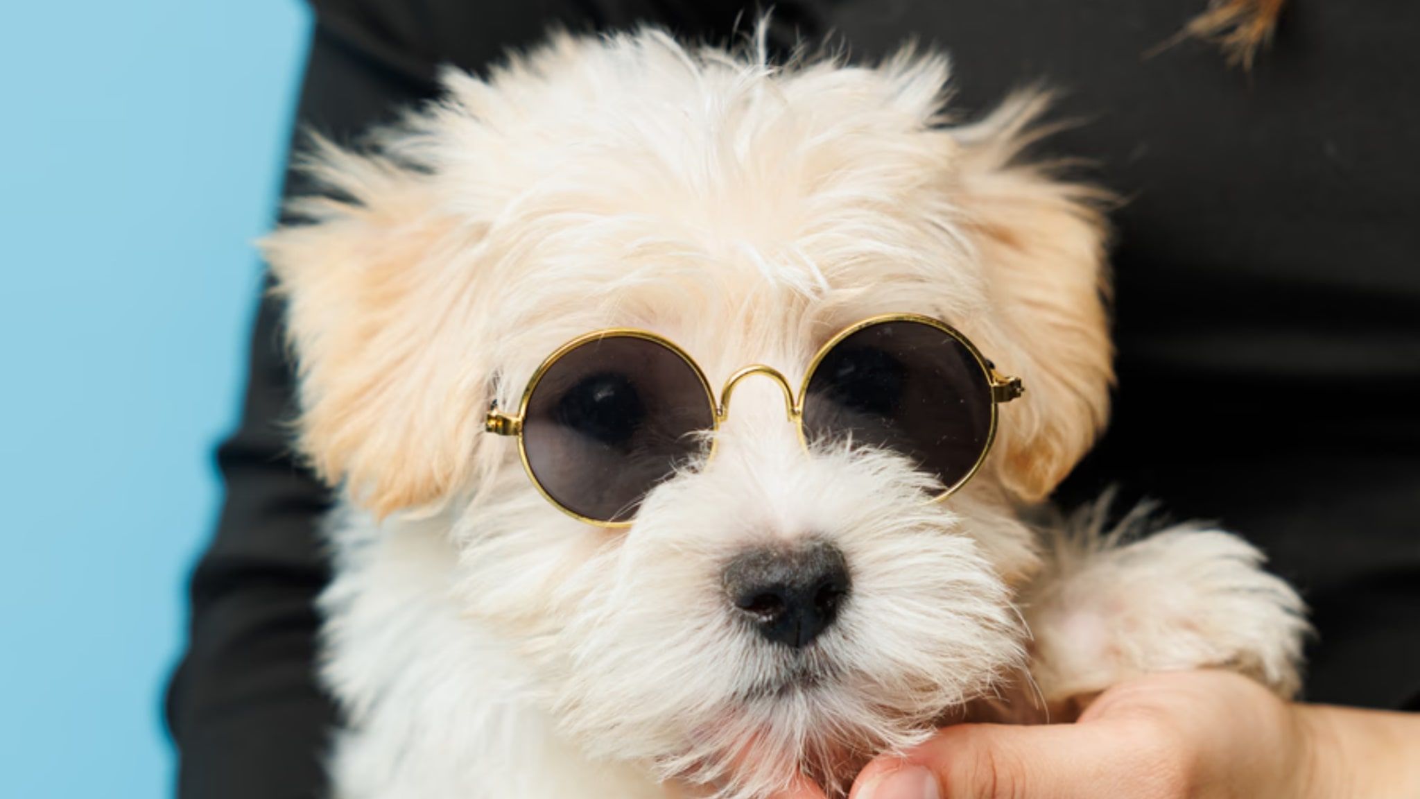 2048x1152 Morkie Puppies. Forever Love Puppies