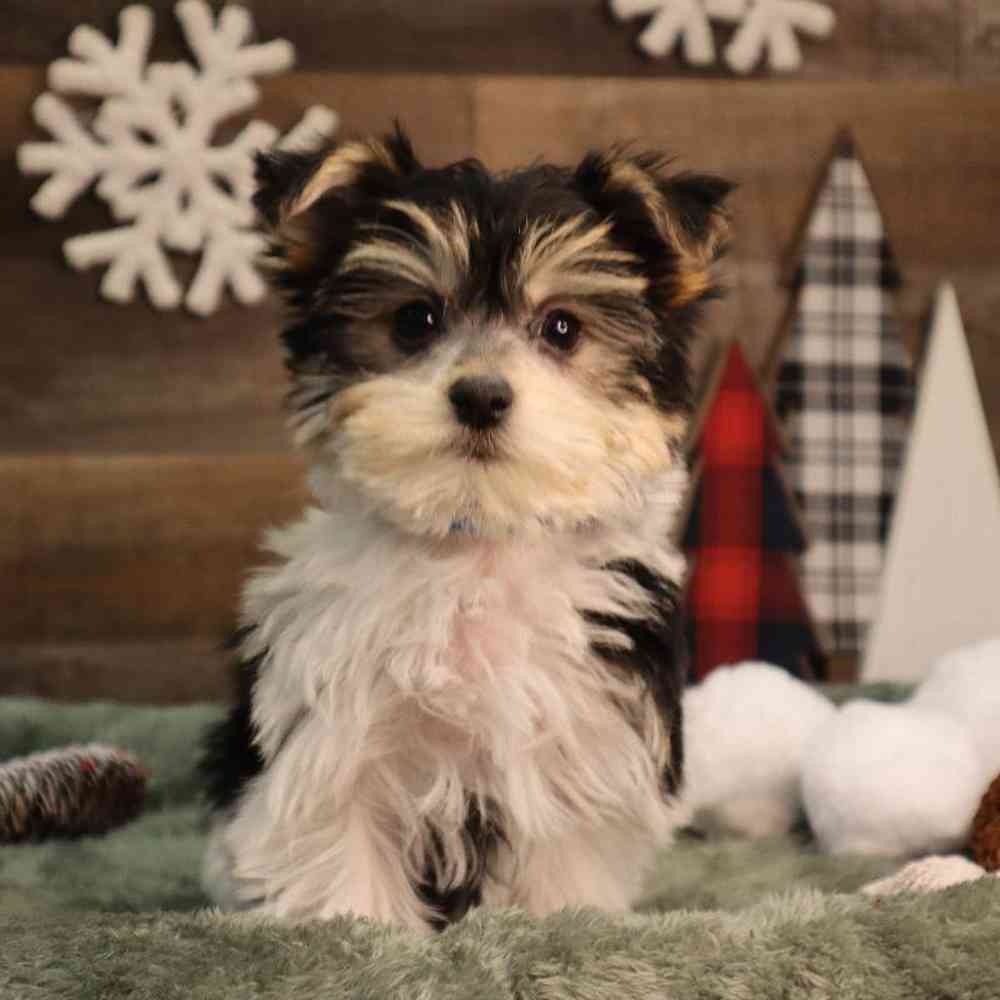 1000x1000 Morkie Puppy Paws and a Tail