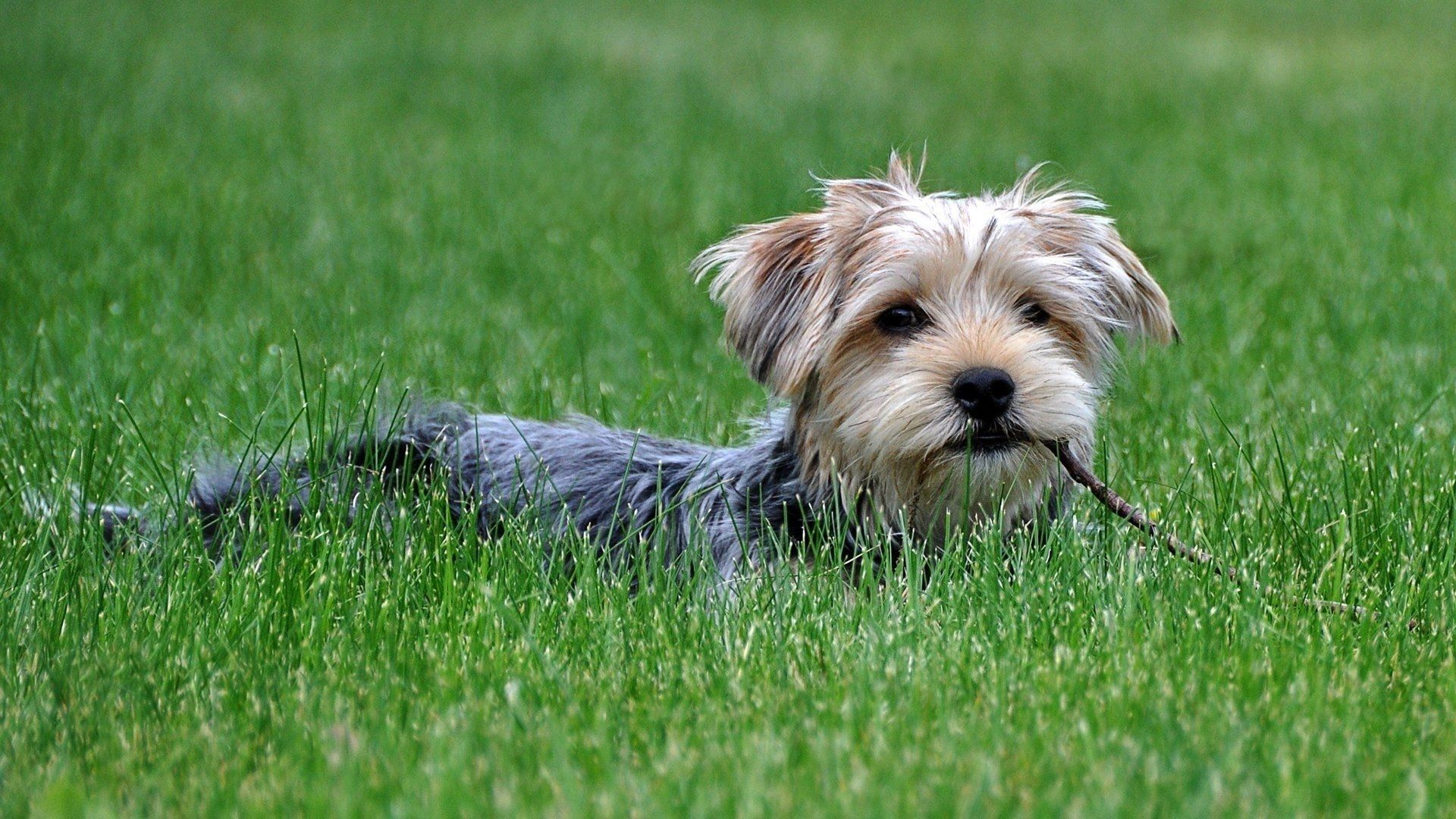 1920x1080 Morkie Wallpaper