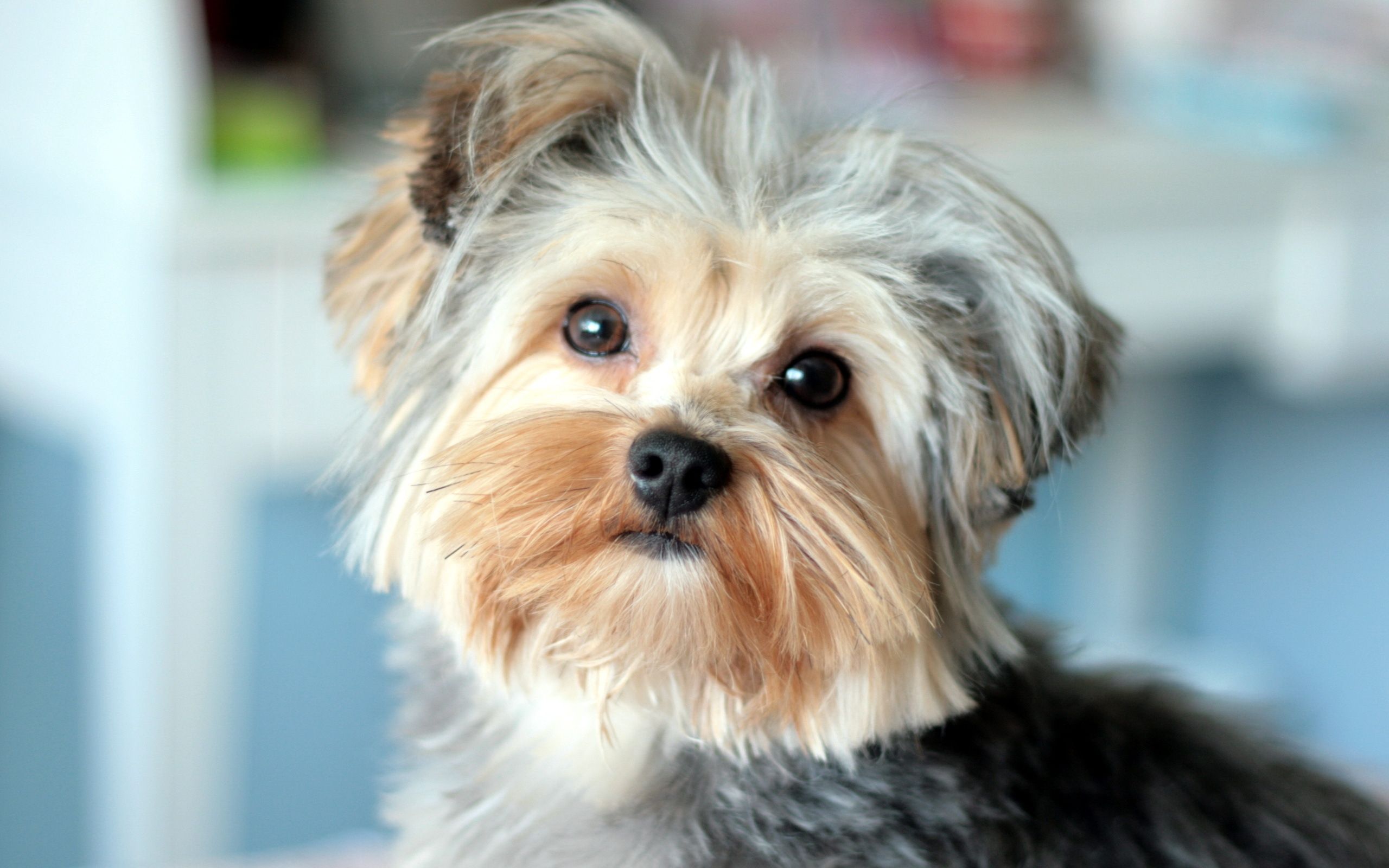 2560x1600 Wallpaper Brown and Black Yorkshire Terrier, Background Free Image