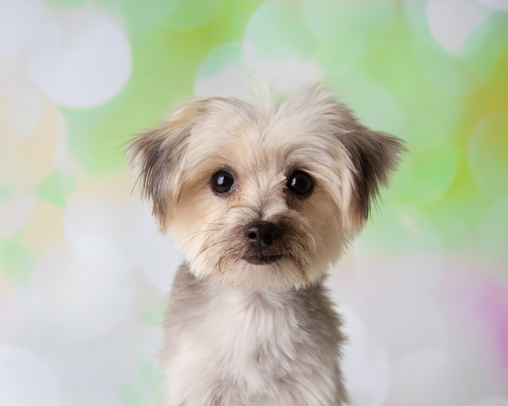 1000x800 Morkie Poo vs. Morkie: What's the Difference? Largo Florida