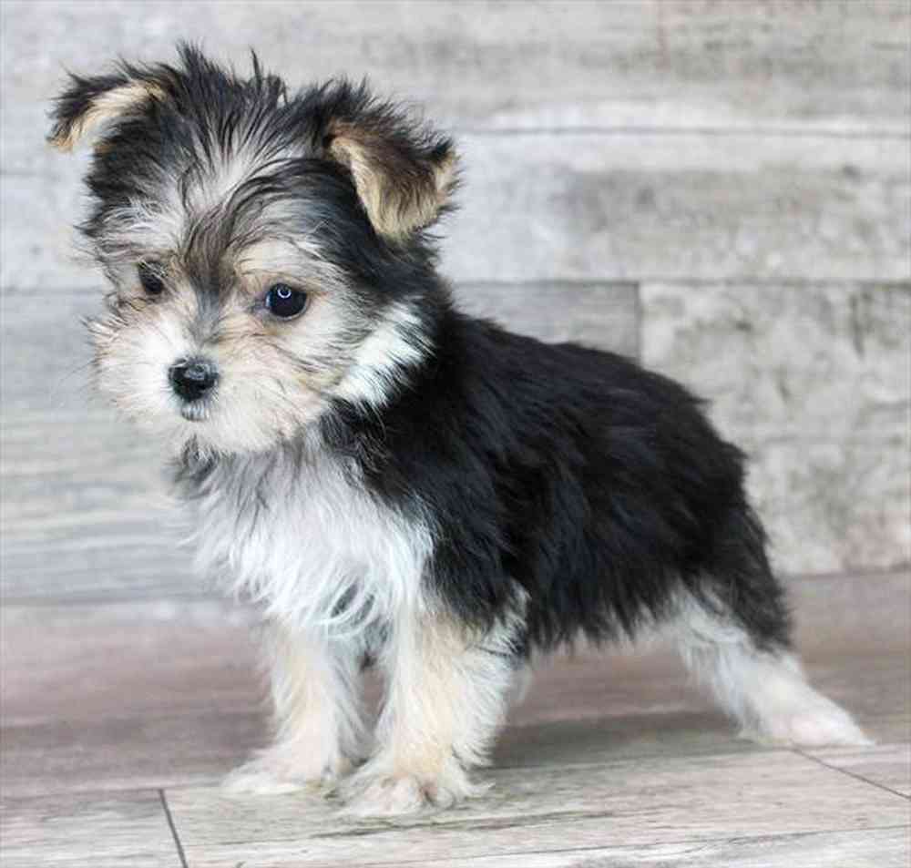 1000x953 Morkie Puppies Plus Stafford