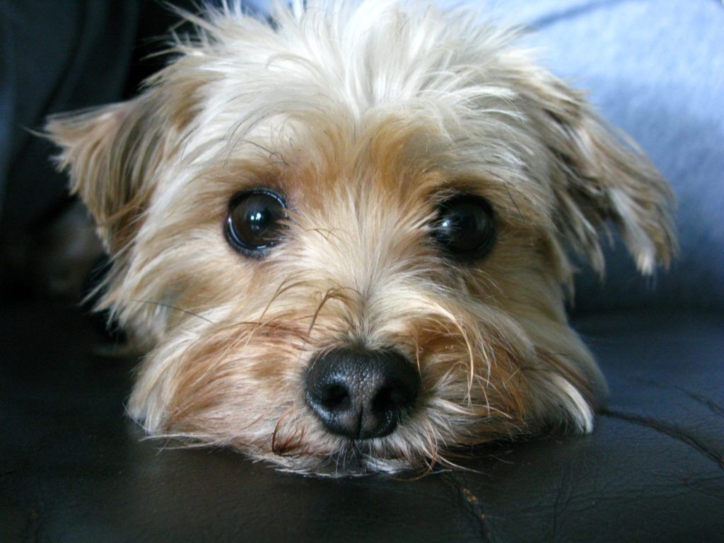 1024x768 Morkie Wallpaper
