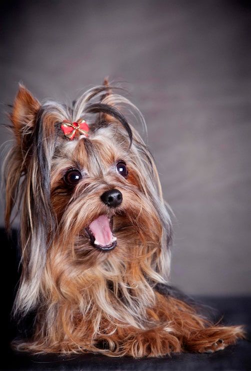 502x740 Happy morkie Image