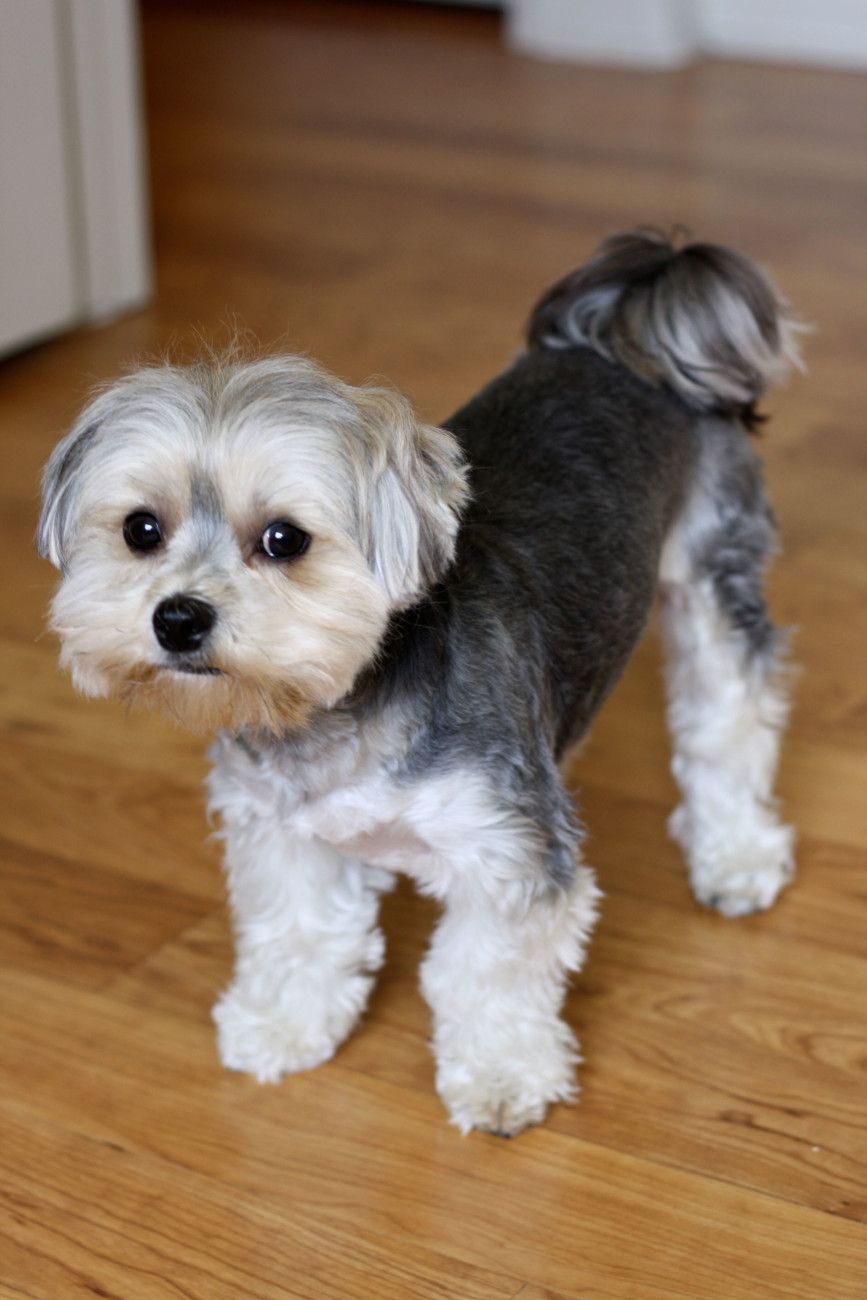 867x1300 Morkie Wallpaper
