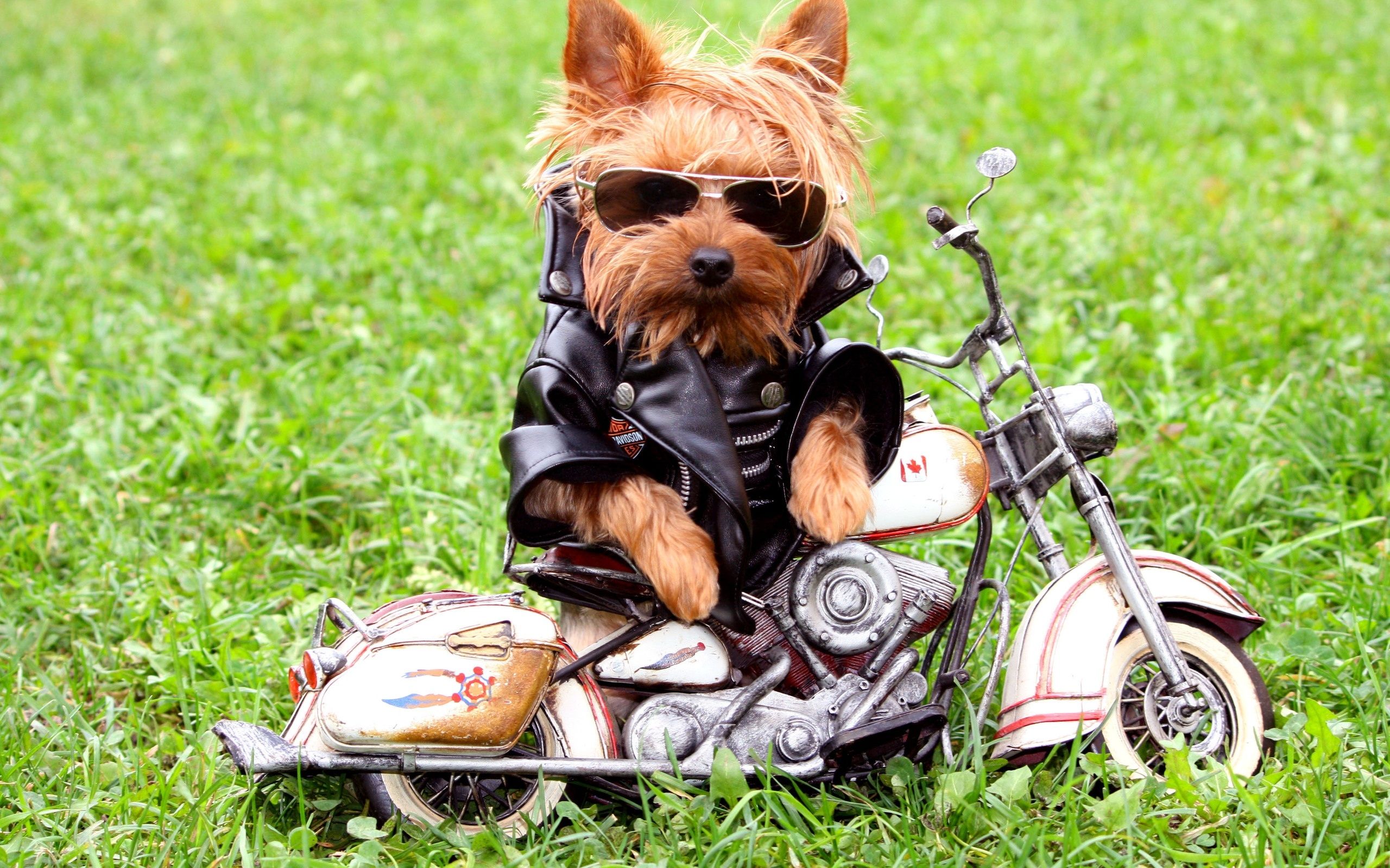 2560x1600 Wallpaper Brown and Black Yorkshire Terrier Puppy on Black Leather Jacket and White Sneakers on Green Grass, Background Free Image