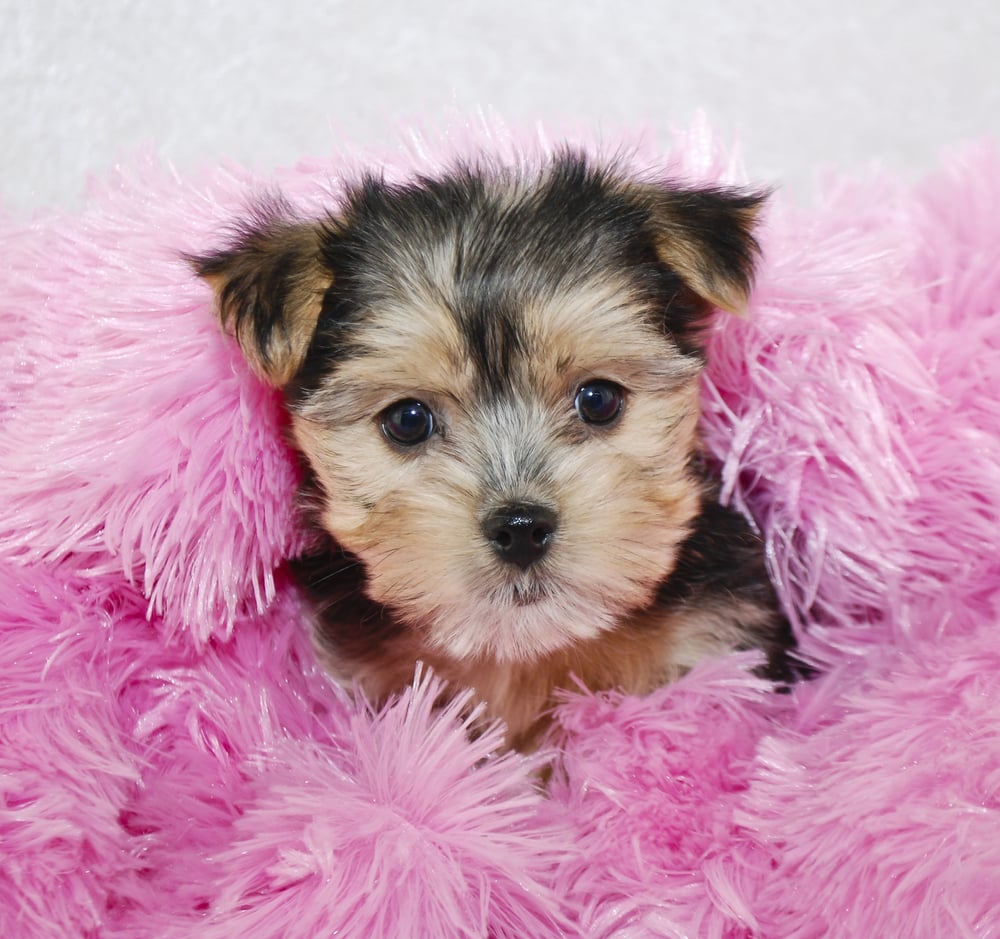 1000x939 Morkie Poo vs. Morkie: What's the Difference?