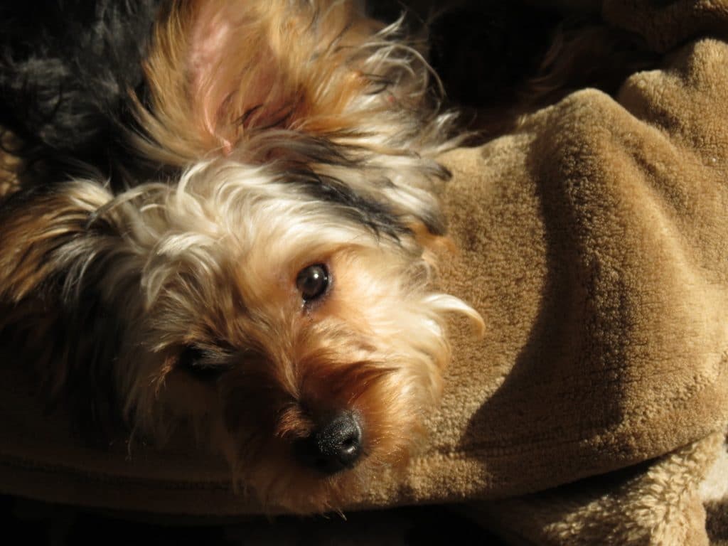 1024x768 Morkie Dogs: Essential Facts on the Maltese Yorkie Mix for New Owners