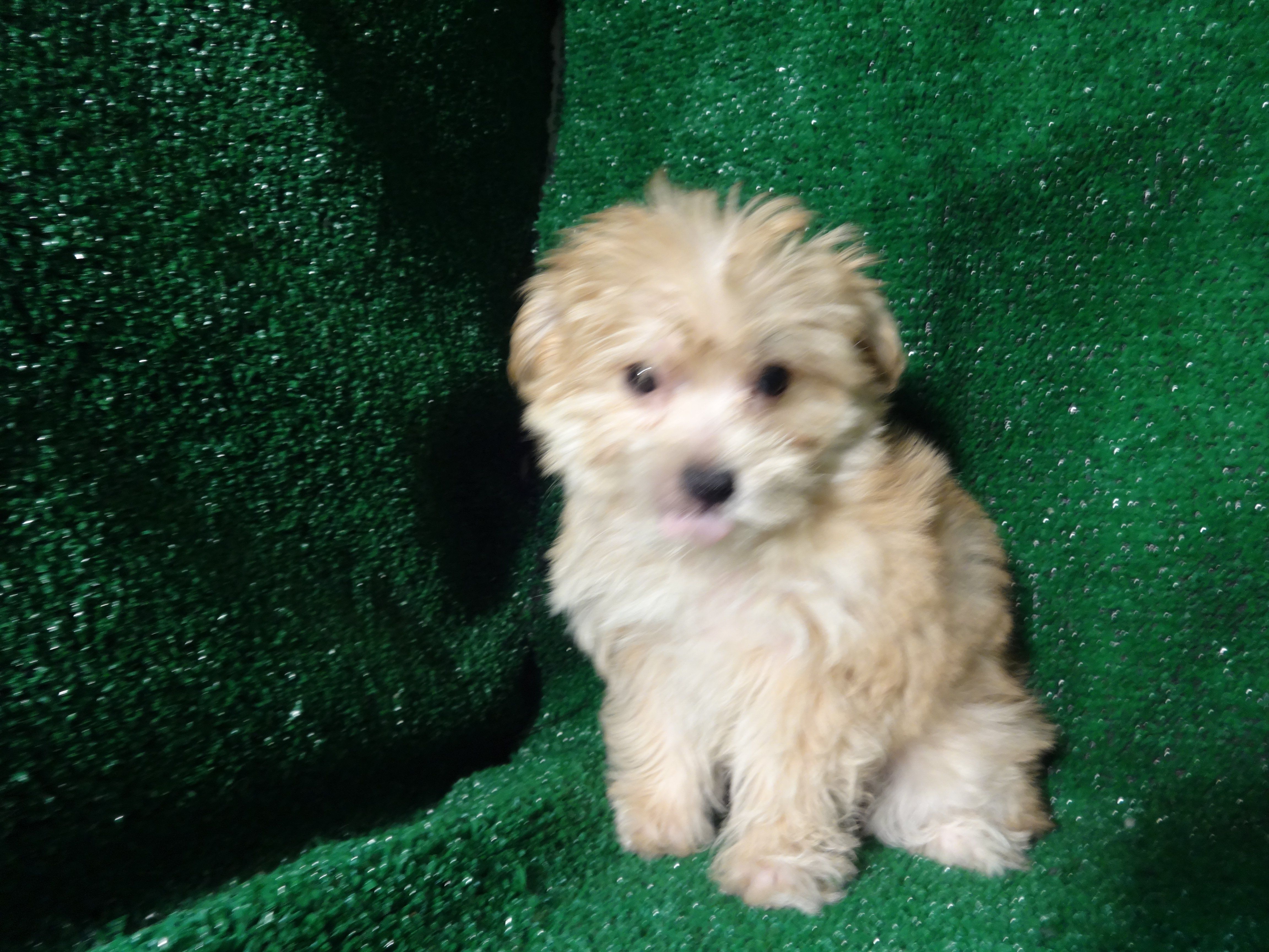 4608x3456 Morkie Wallpaper