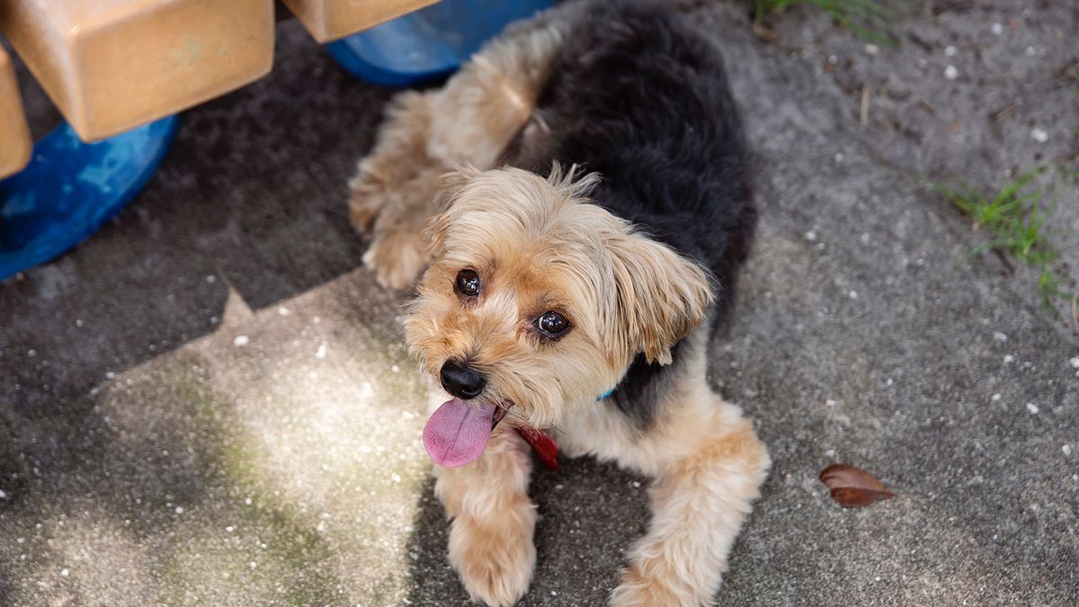1200x675 Morkie: A Maltese and Yorkshire Terrier Mix, Not a Beloved Alien