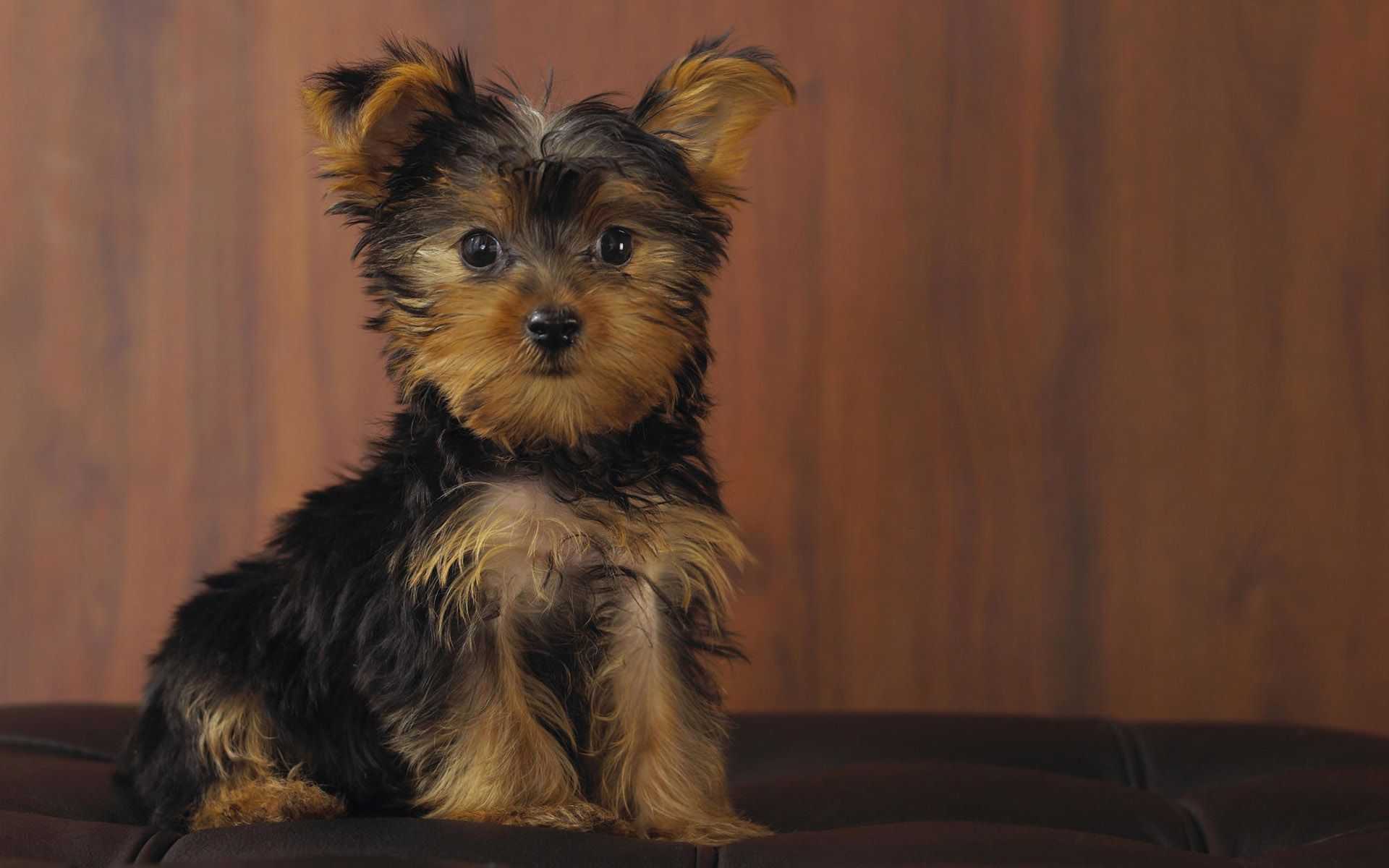1920x1200 Cute Yorkshire Terrier HD Wallpaperx1200
