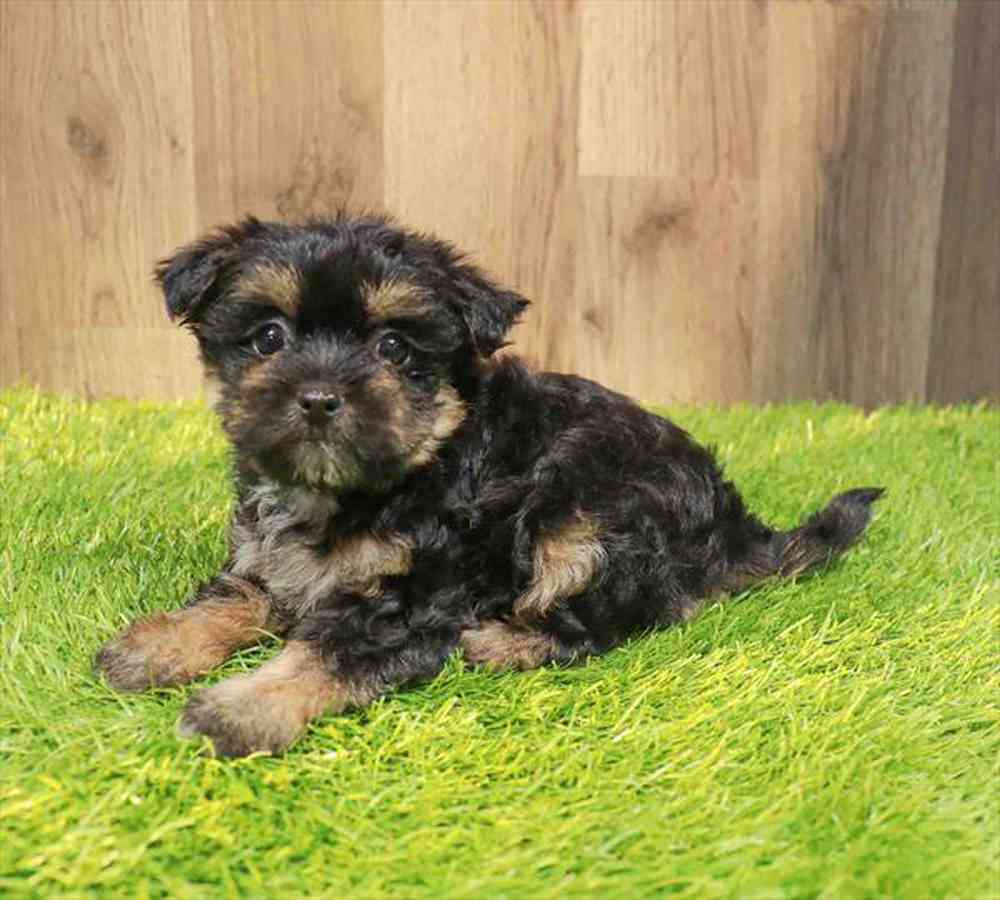 1000x900 Morkie Puppies Plus Stafford