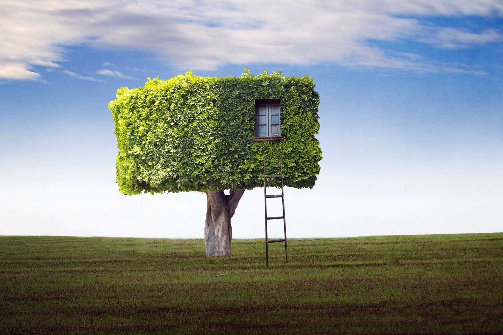 1920x1280 field, Tree, House, Ladder Wallpaper HD / Desktop and Mobile