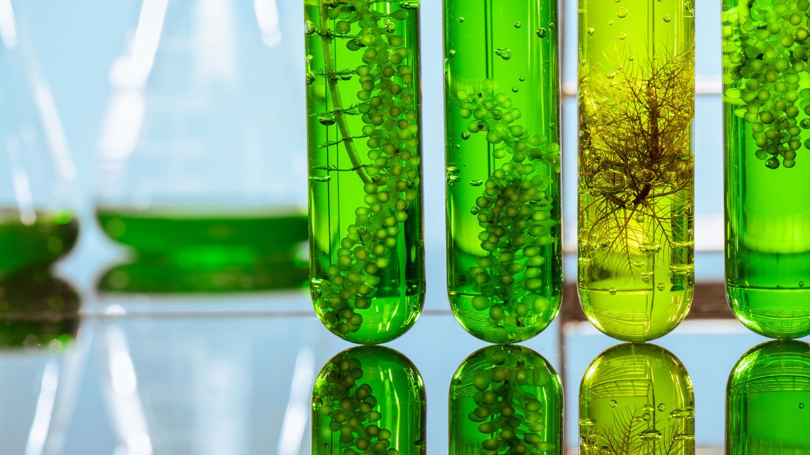 1600x900 FUELGAE: Advanced Transport BioFuels from Microalgae