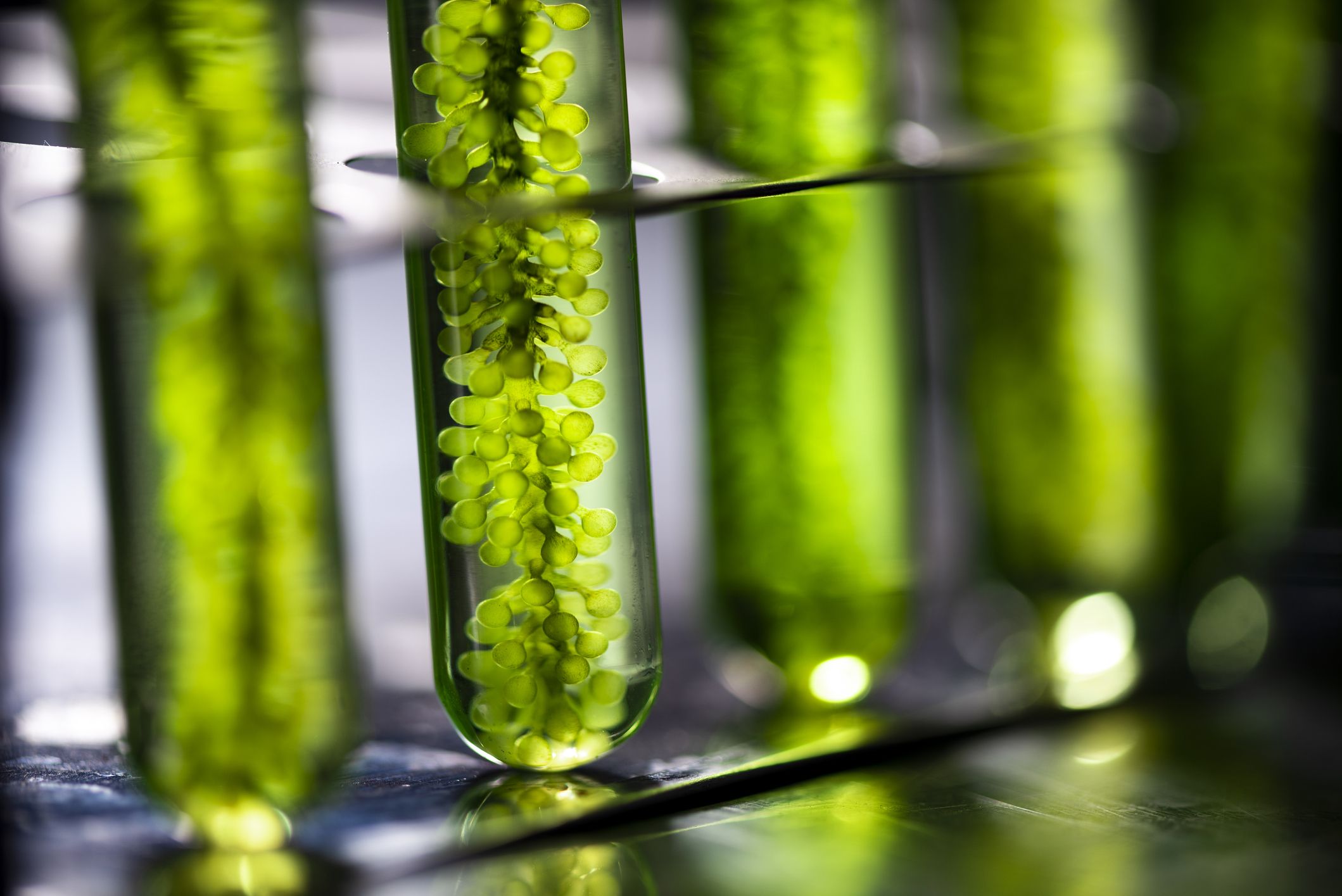 2119x1415 Pros and Cons of Algae in Biofuel Power & Gas