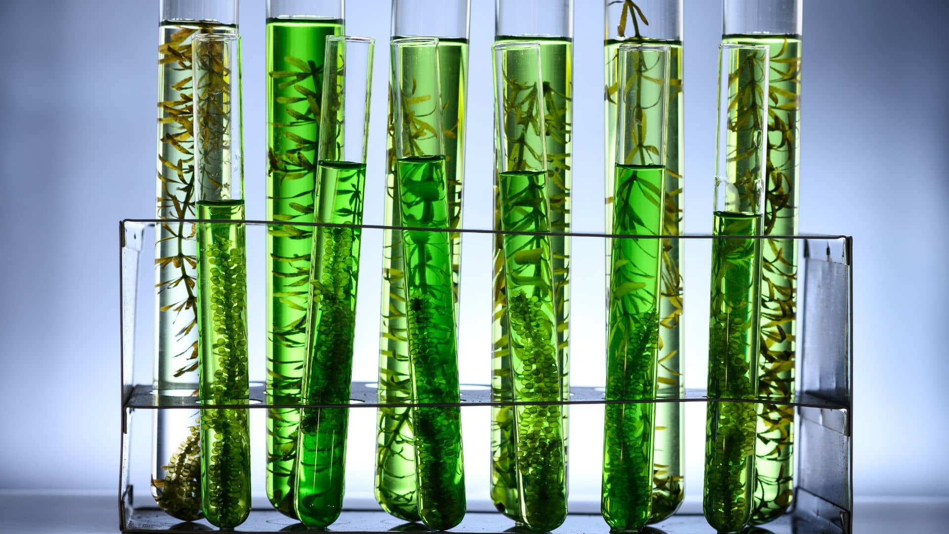 1920x1080 Biofuel: A Potential Revolution for India's Climate and Agriculture