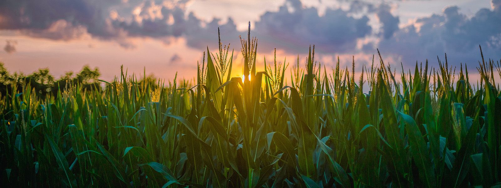 1600x600 How green are biofuels? Scientists are at loggerheads