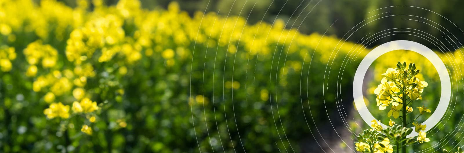 1600x530 Biofuels & feedstock prices, expert analysis & news