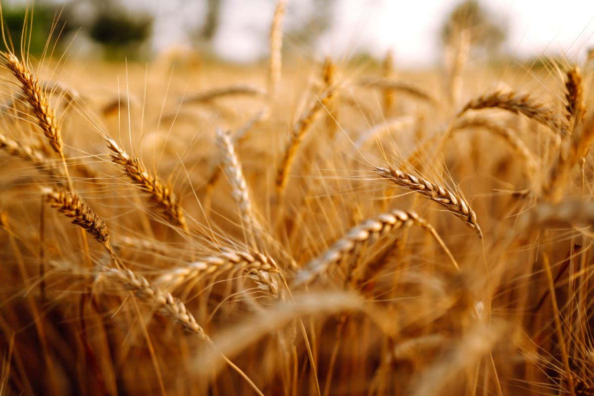 1200x800 Food prices: Cutting biofuels could compensate for loss of Ukraine's grain exports