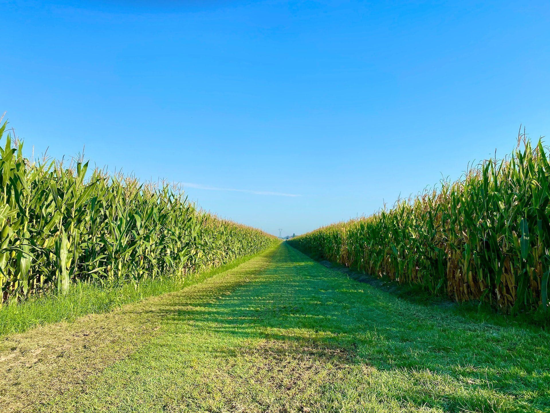 1920x1440 Biofuels: Environmental Pros and Cons