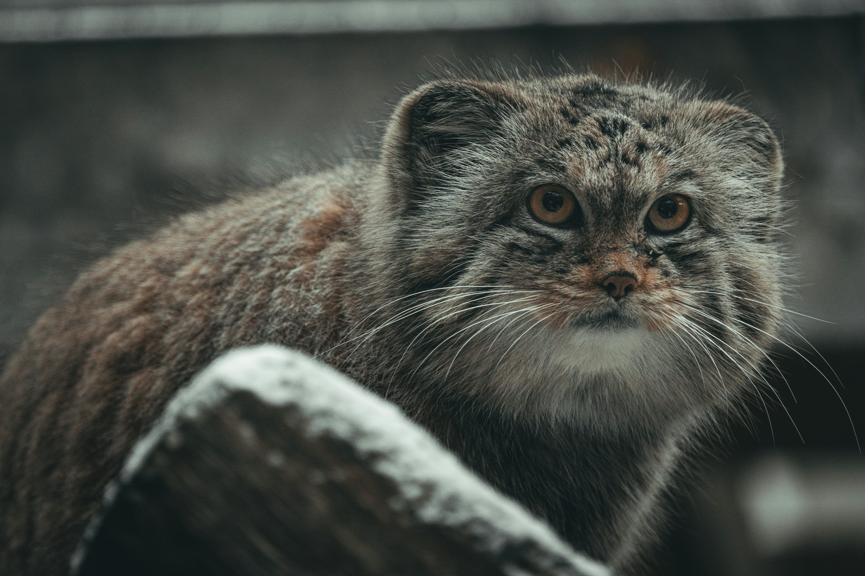 3000x2000 Pallas Cat Picture. Download Free Image