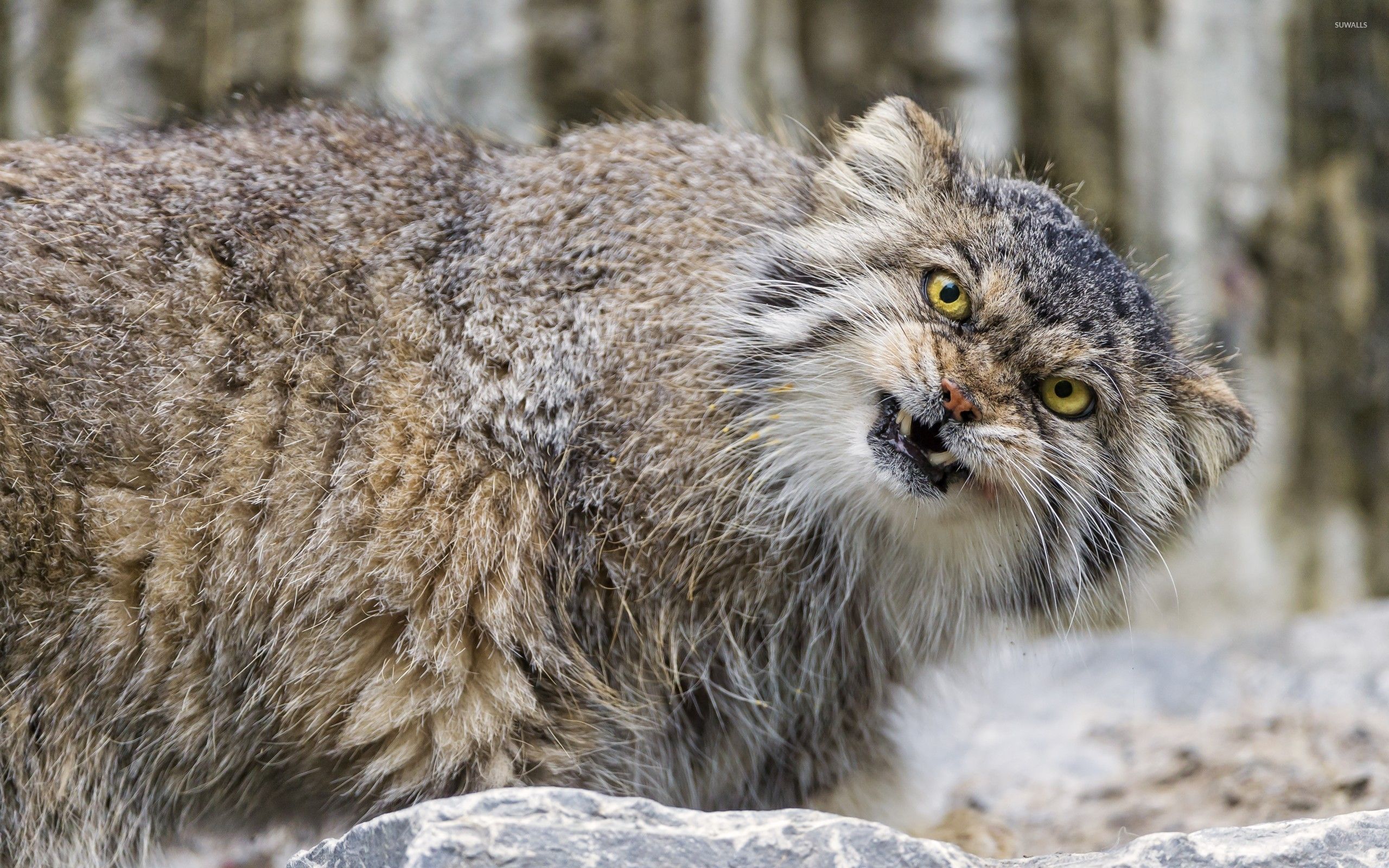 2560x1600 Manul wallpaper wallpaper