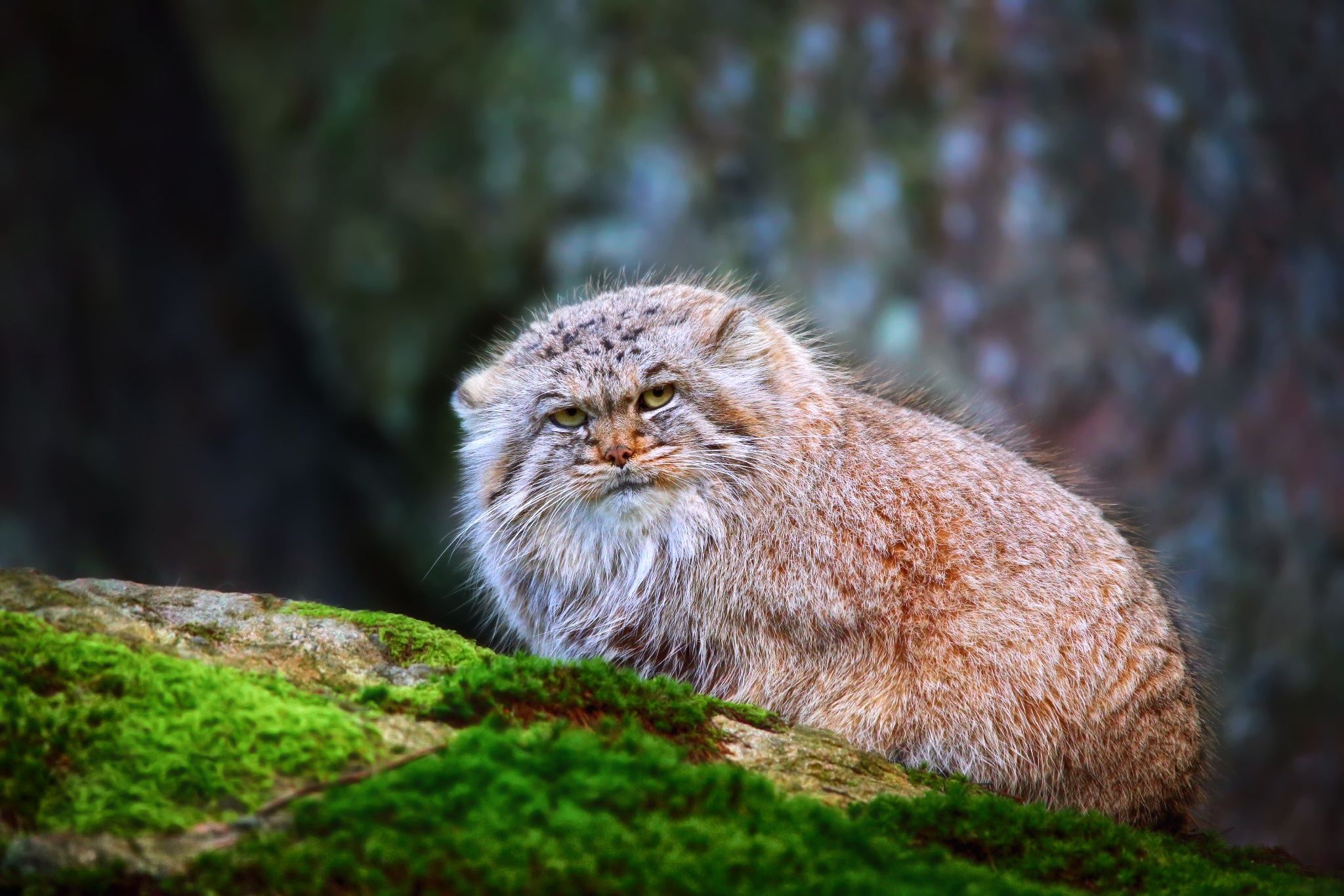2048x1365 Wallpaper cat, fluffy, manul, Pallas Cat for mobile and desktop, section кошки, resolution 2048x1365
