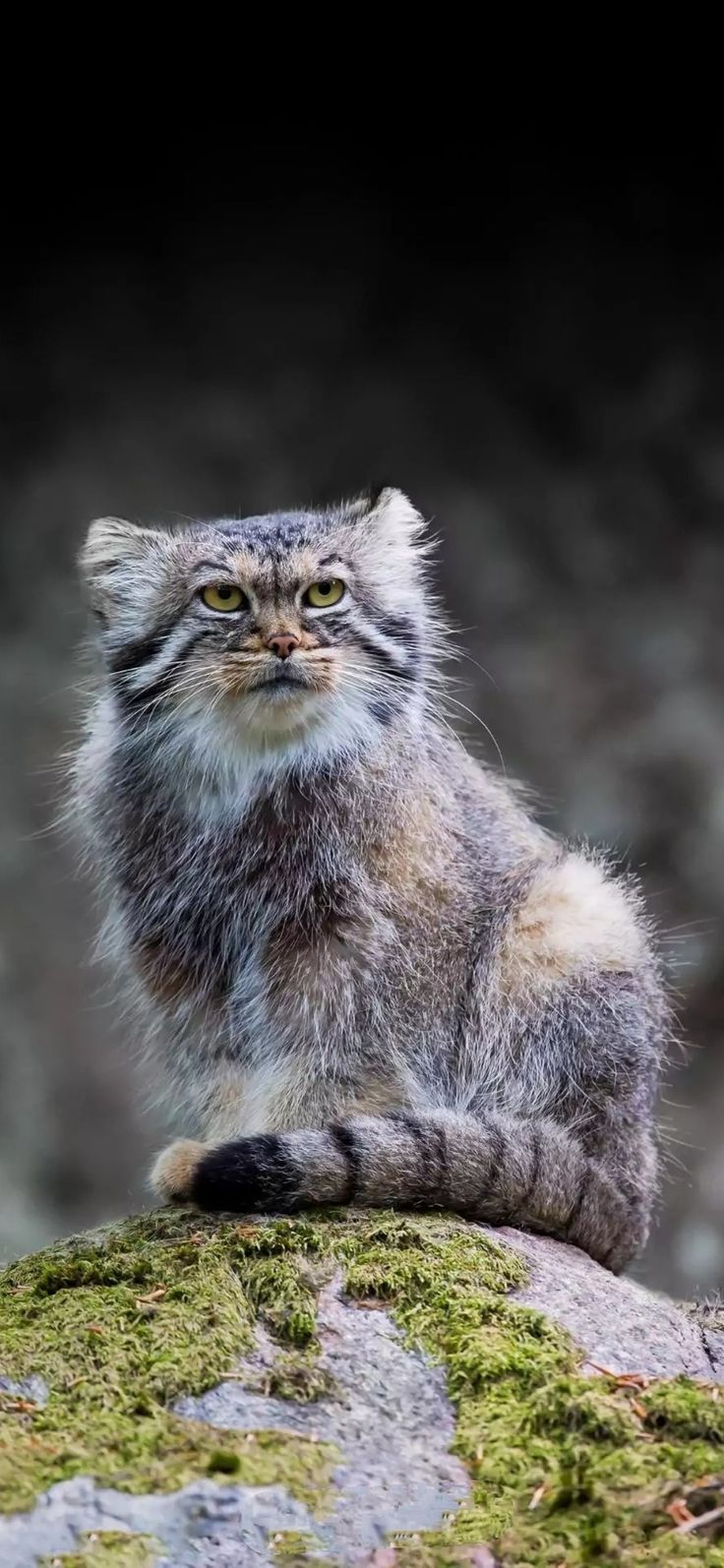 736x1594 Cute Cat Sitting on Mossy Rock. Pallas's cat 4k wallpaper, Pallas's cat HD wallpaper, Manul