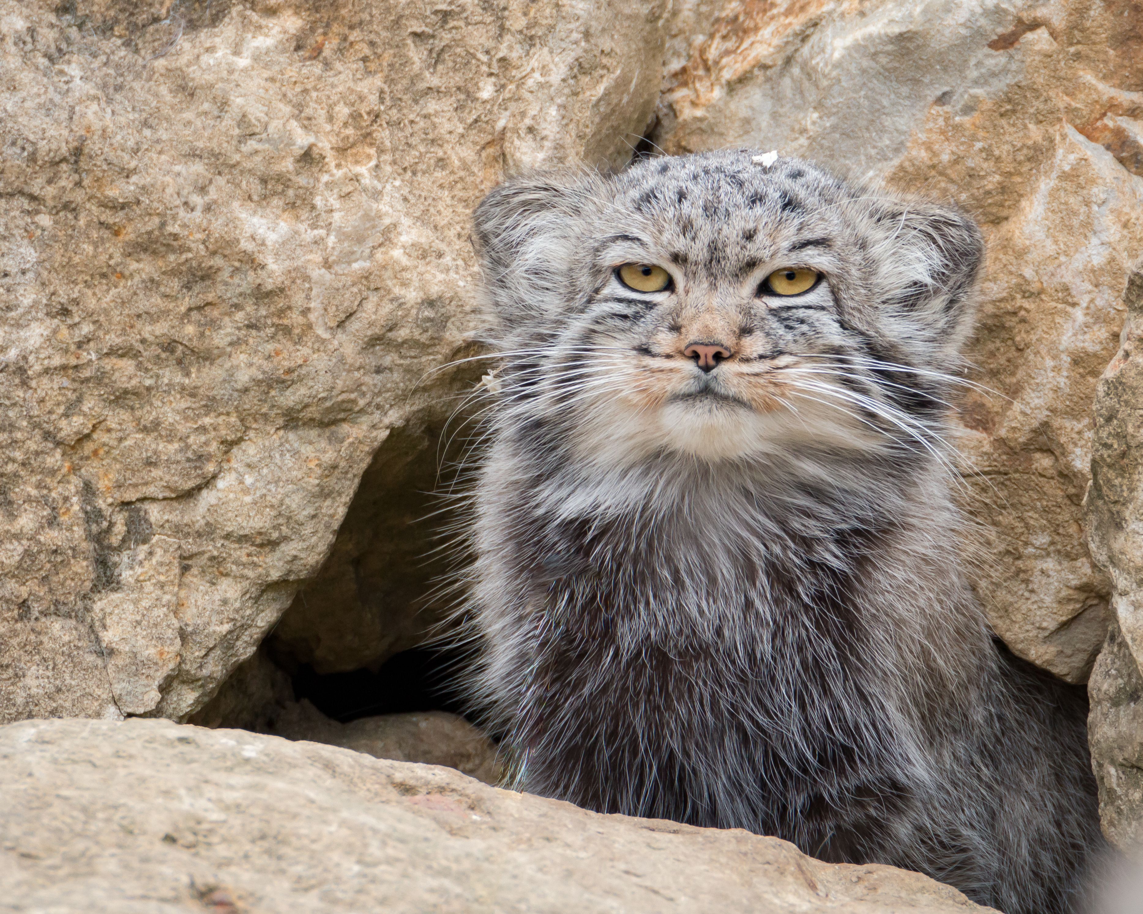 3735x2988 Photo Of A Pallas's Cat · Free
