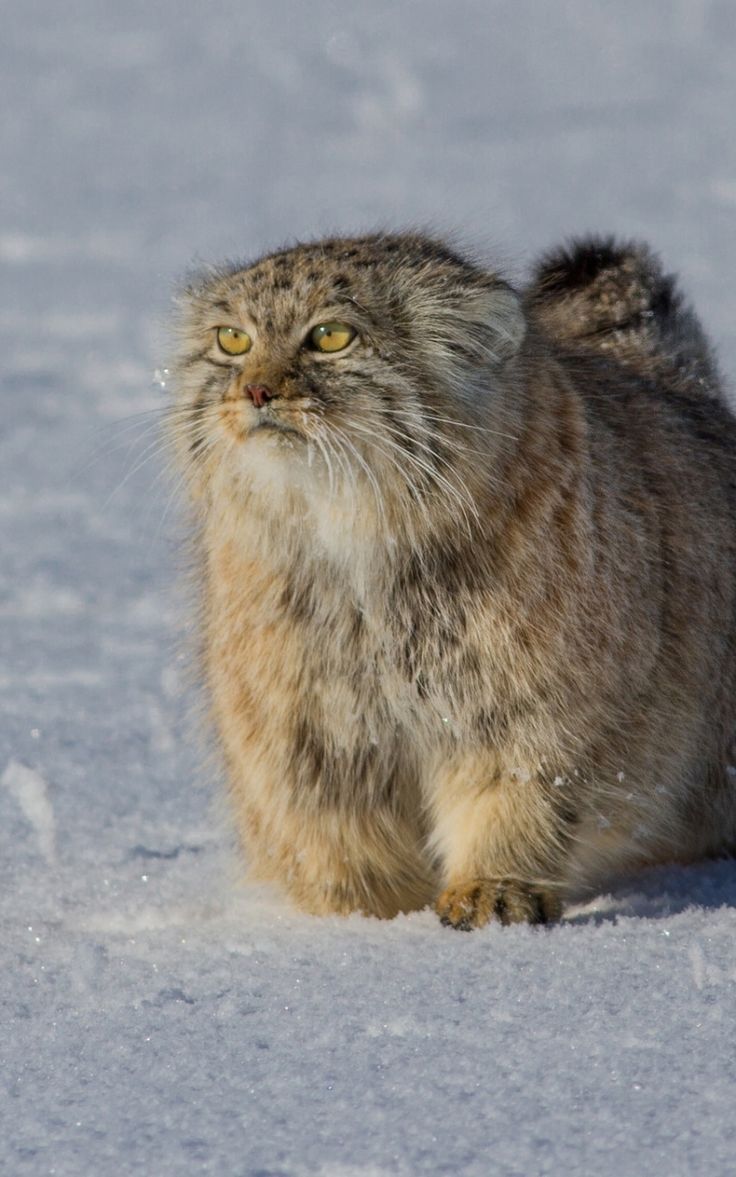 736x1177 Pallas's Cat in the Snow. Pallas's cat 4k wallpaper, Pallas's cat HD wallpaper, Manul cat wallpaper