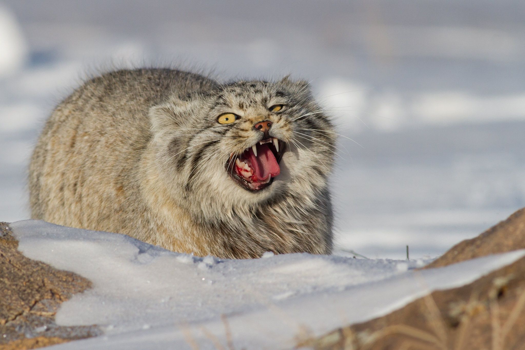 2047x1365 Wallpaper snow, grin, wild cat, manul, the Pallas cat for mobile and desktop, section кошки, resolution 2047x1365