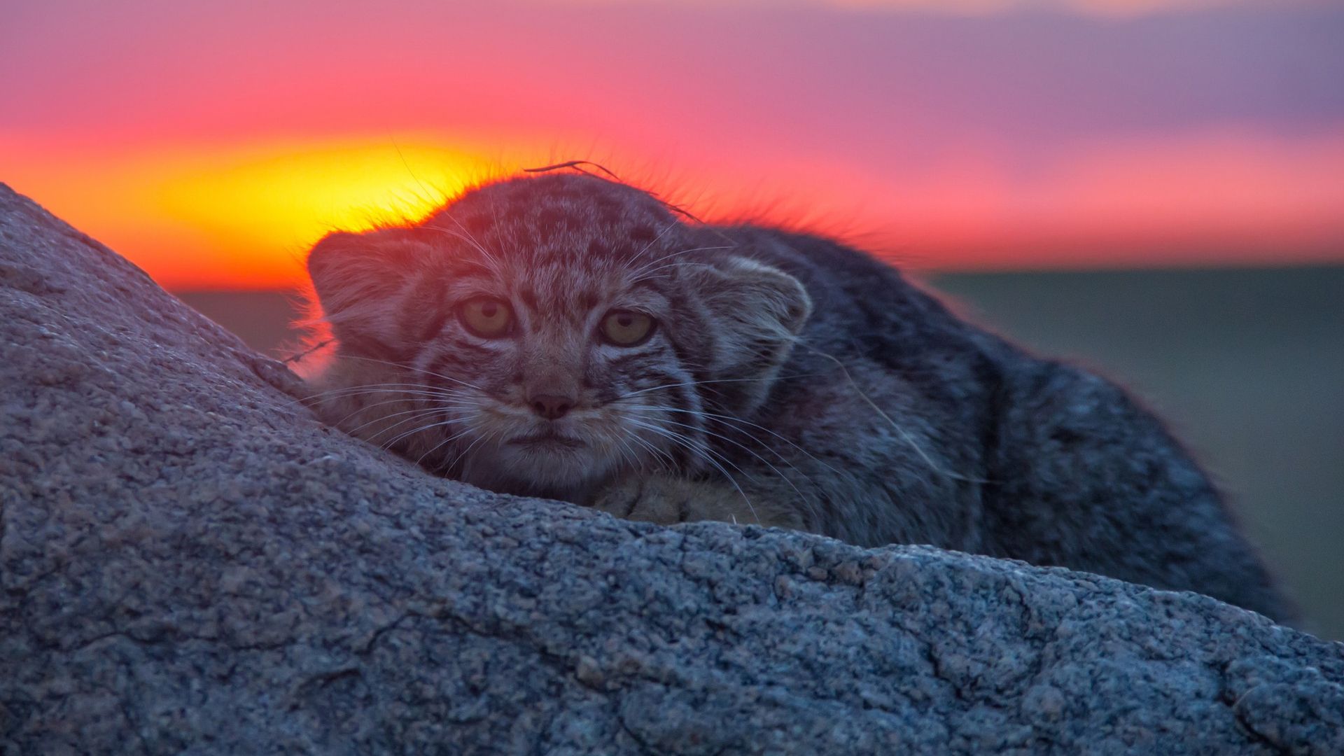 1920x1080 Download Manul, Wild cat, Sunset, Stone, Sight, Zabaykalsky Krai, Manul cat Wallpaper in 1920x1080 Resolution